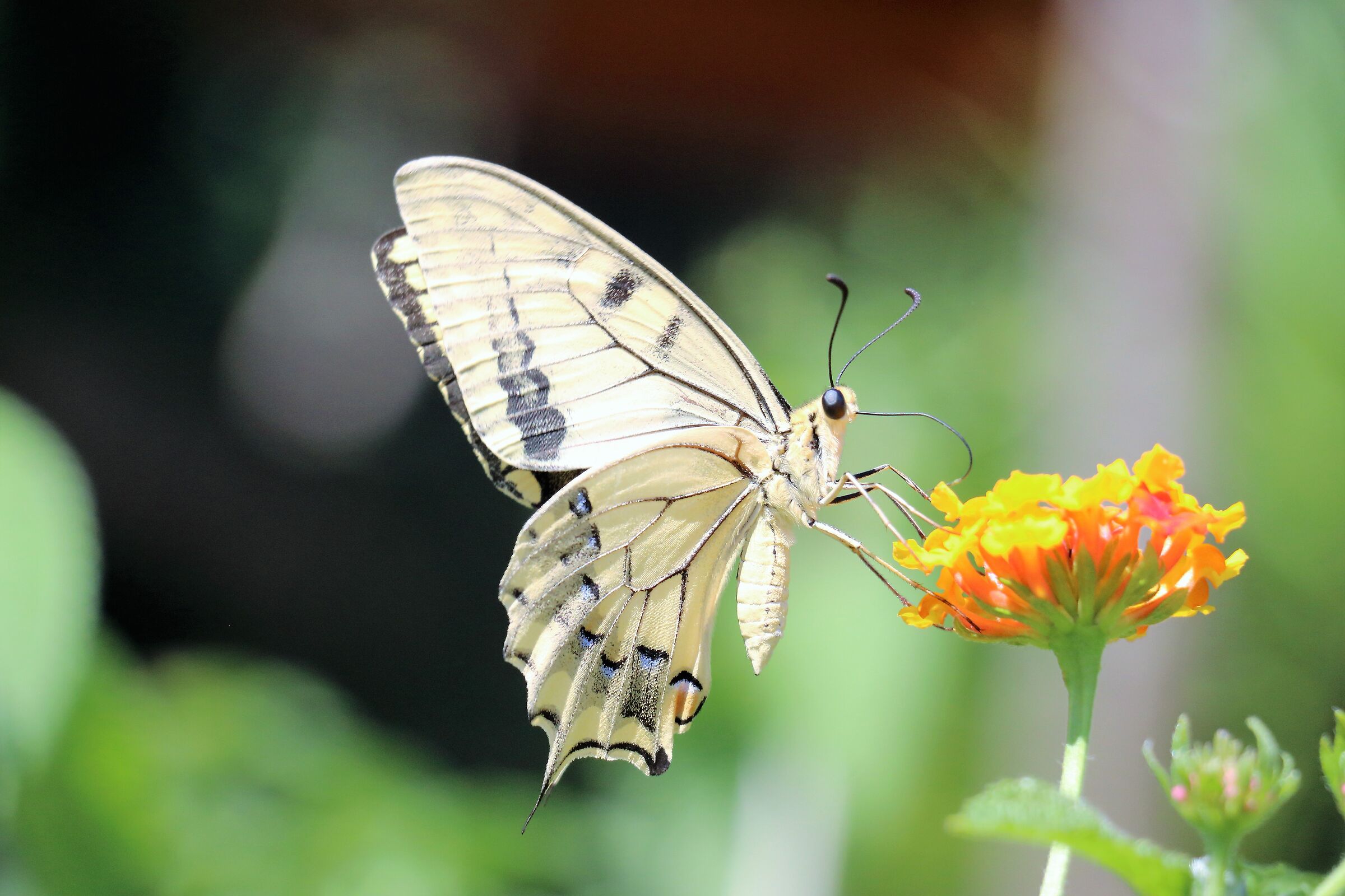 Swallowtail