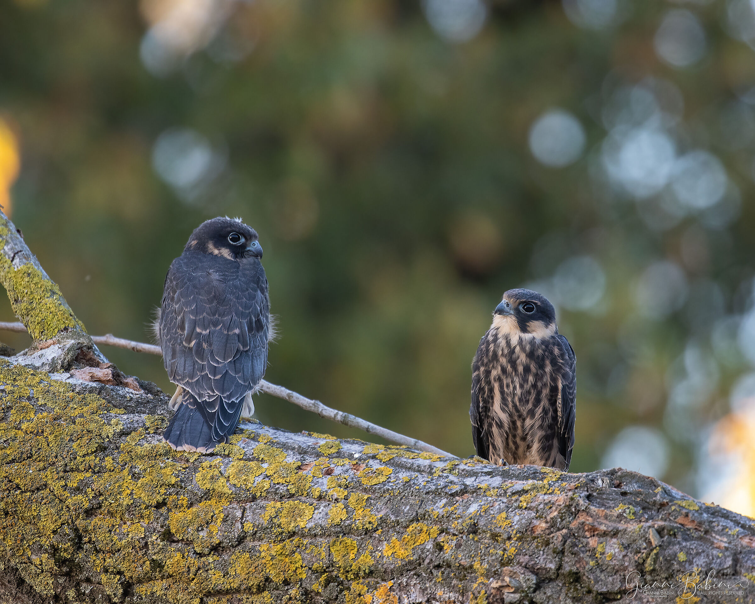 Young falcons
