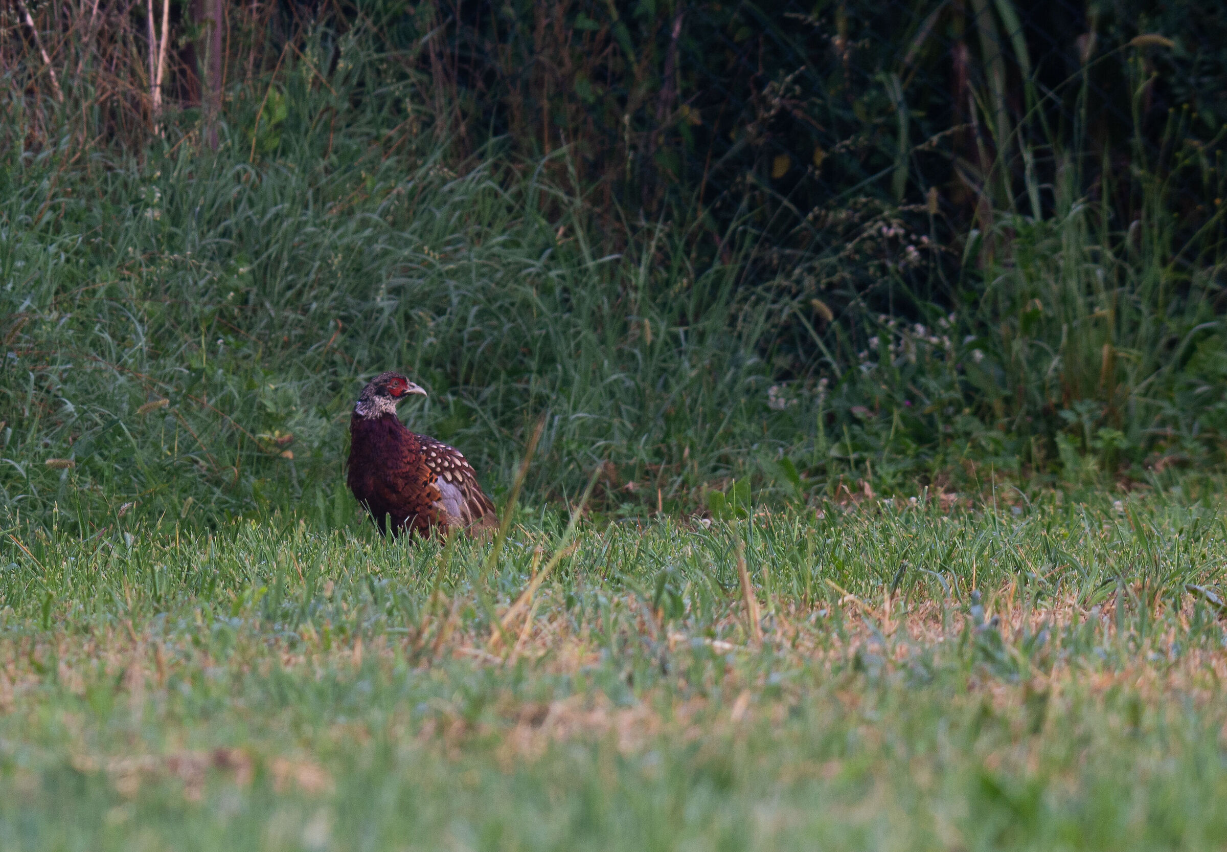 Goditela fin che puoi....