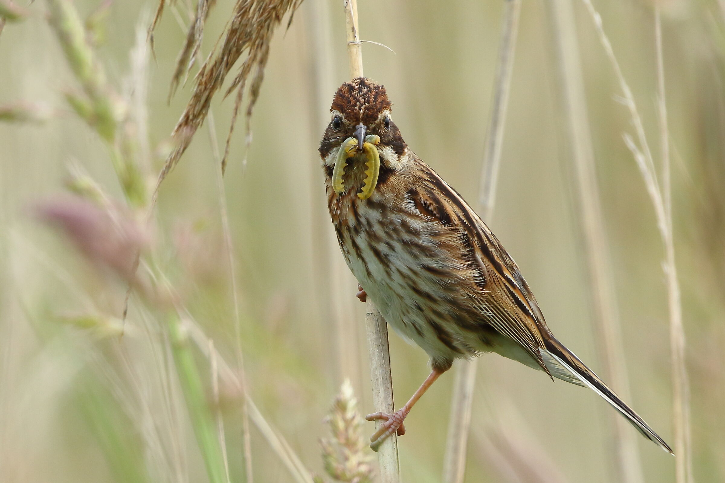 Migliarina con imbeccata