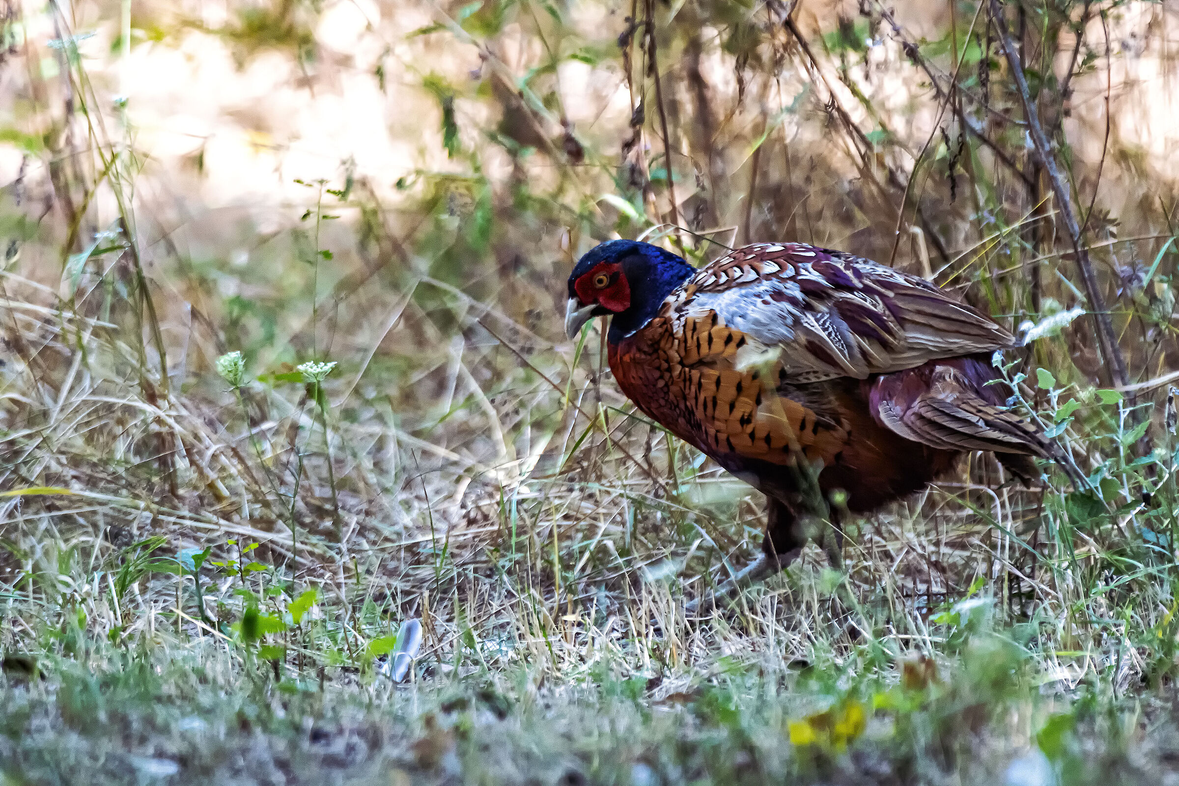 A Pheasant