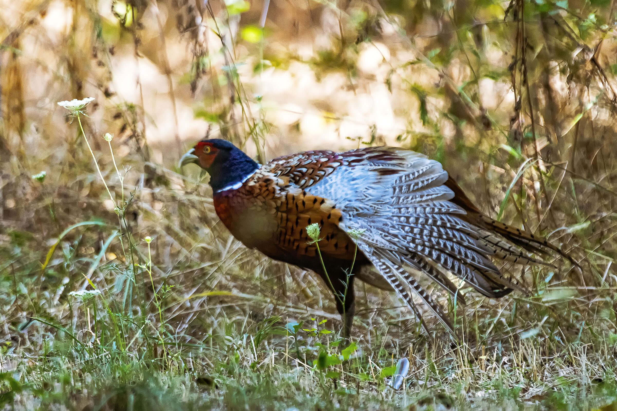 Pheasant