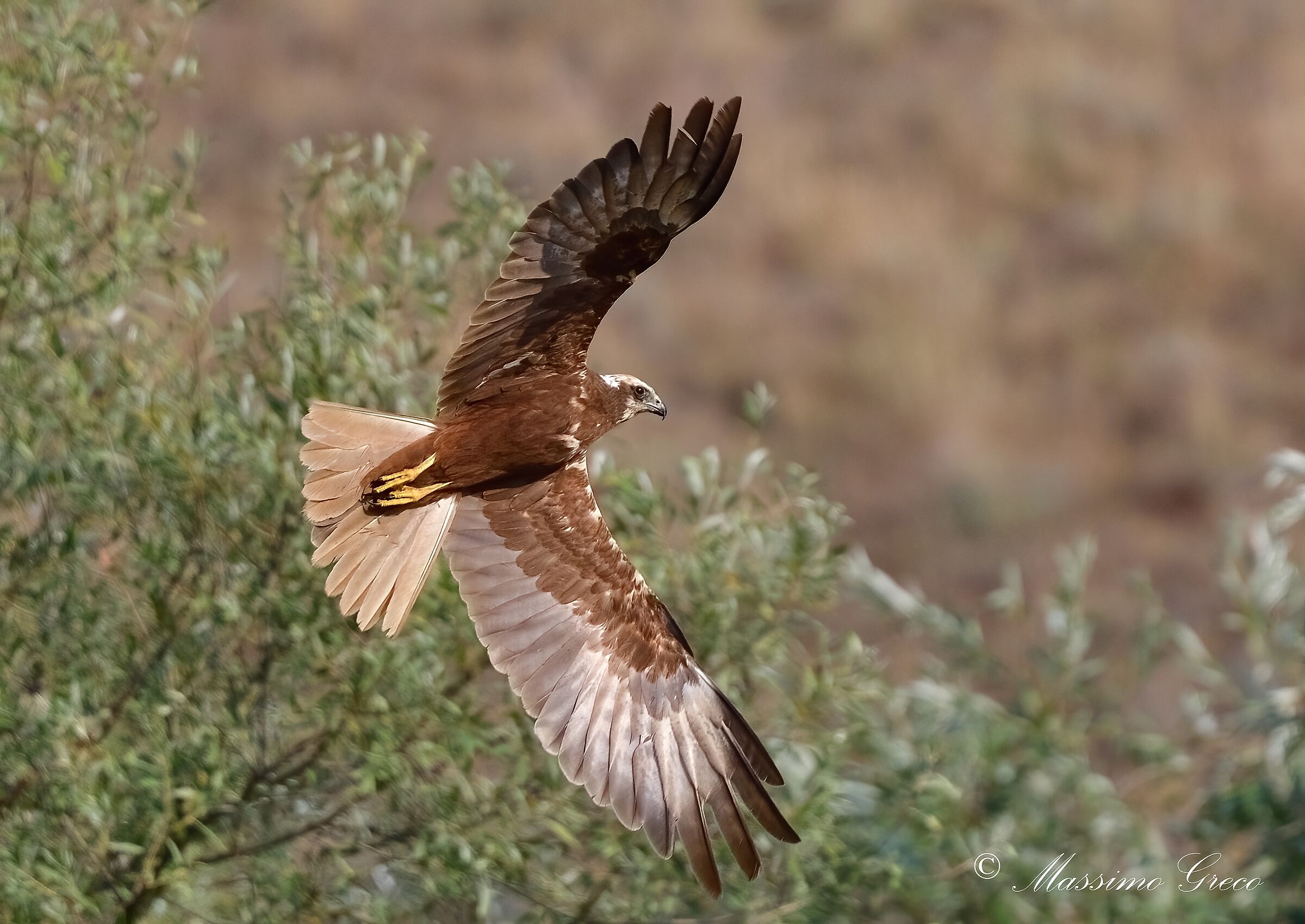 Marsh harrier (Circus aeruginosus)