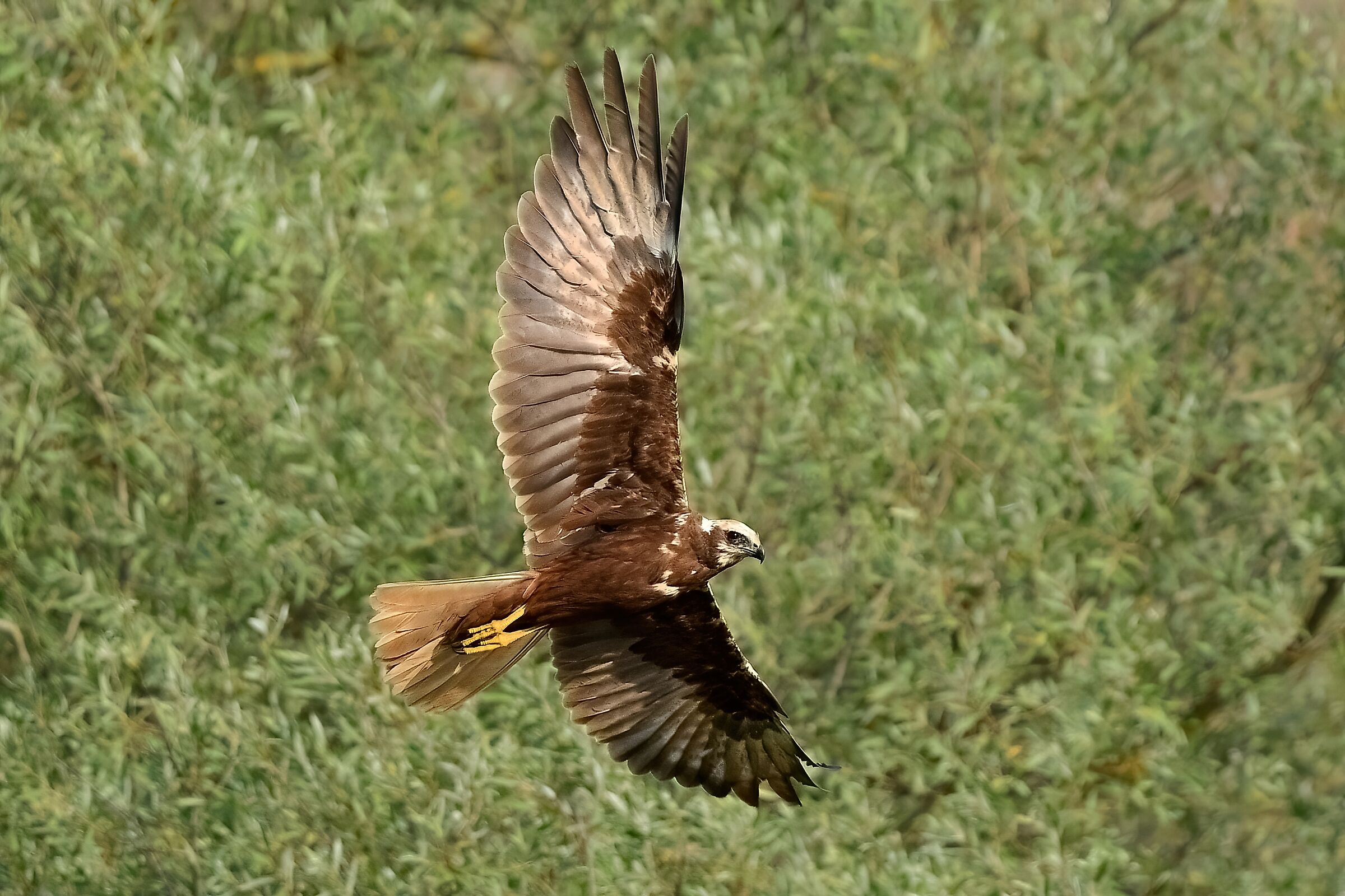 Marsh harrier (Circus aeruginosus)
