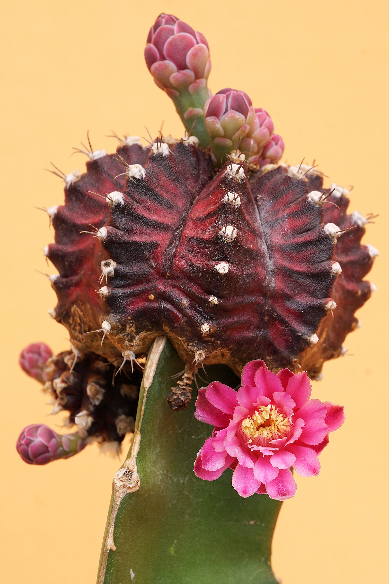Gymnocalycium mihanovichii