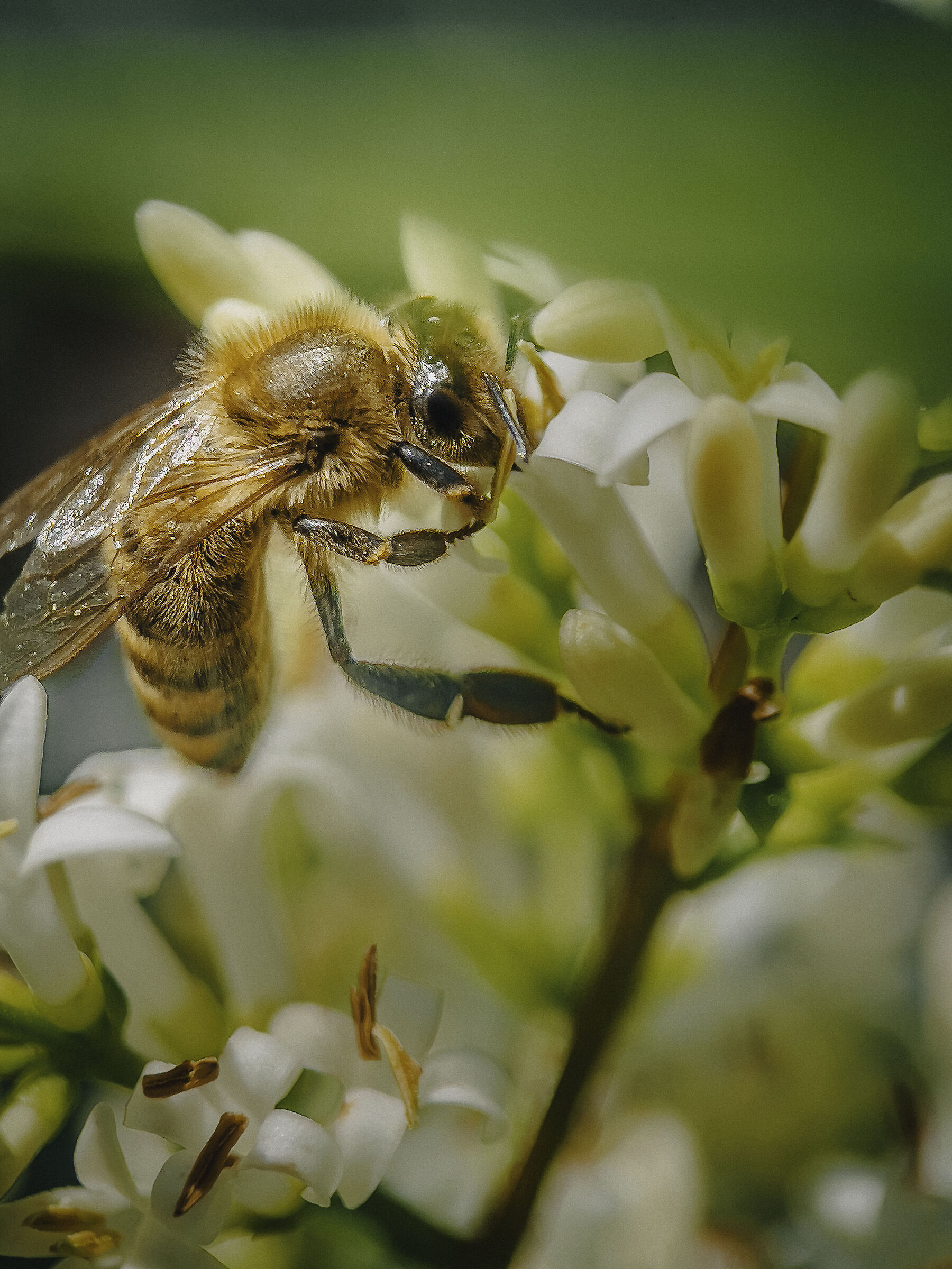 Maia bee