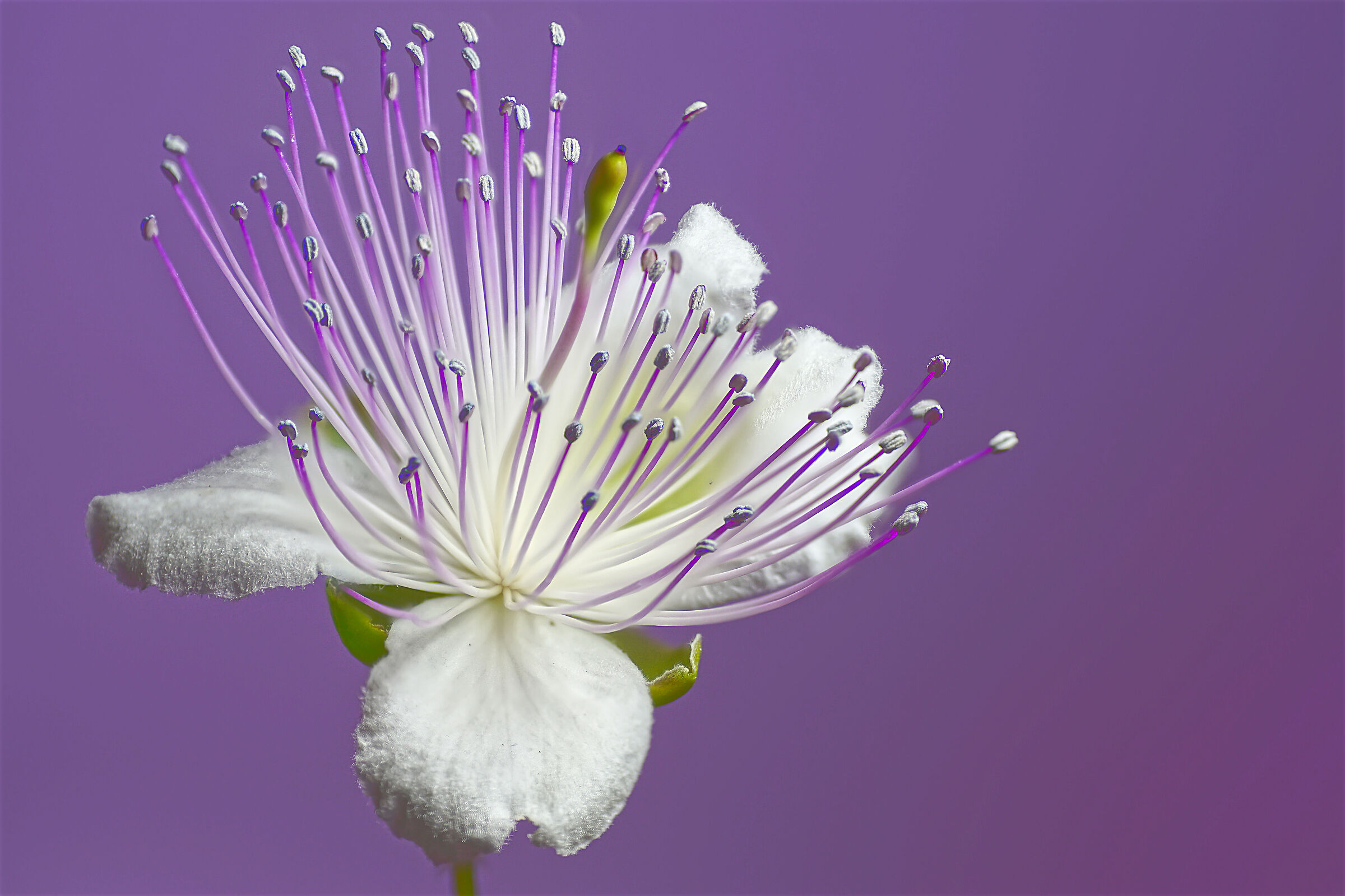 Capparis spinosa