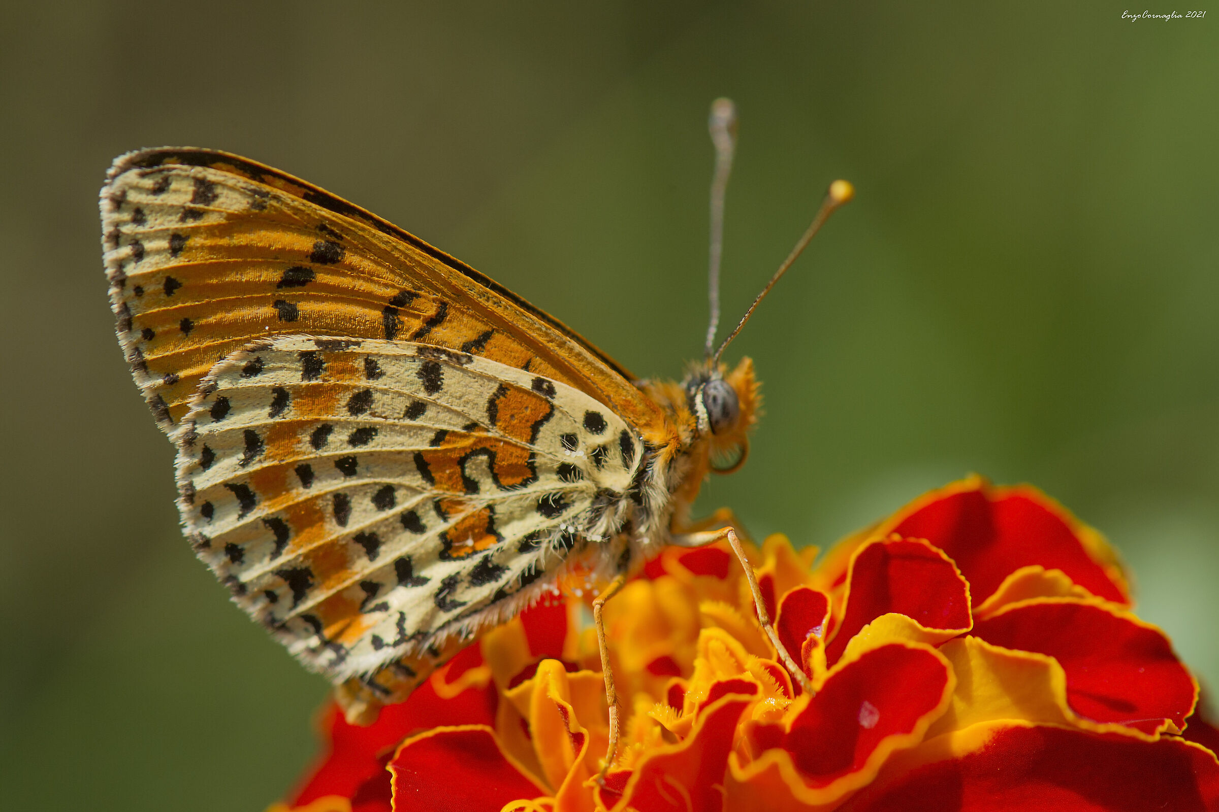 Melitaea didyma