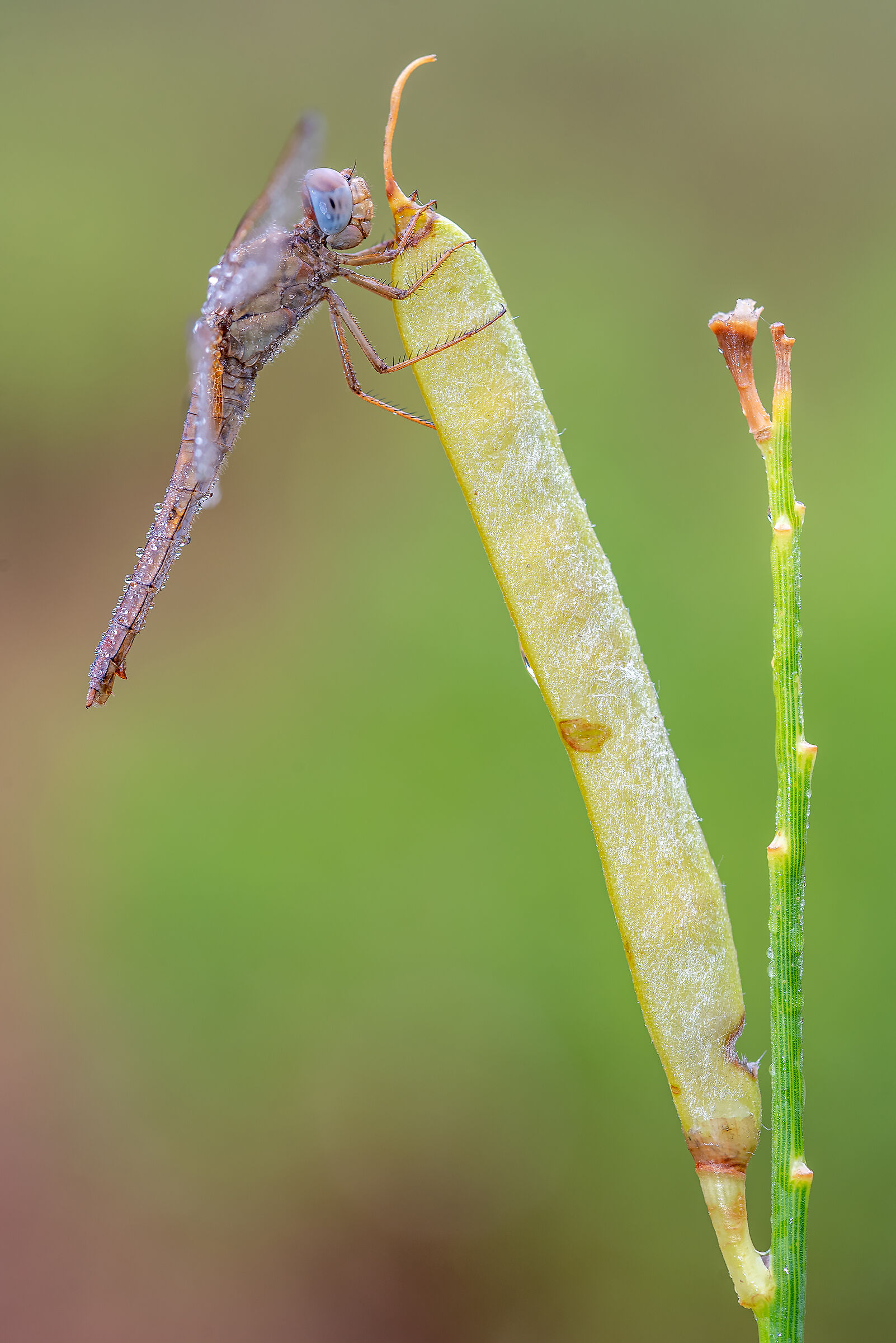 Crocothemis erythraea