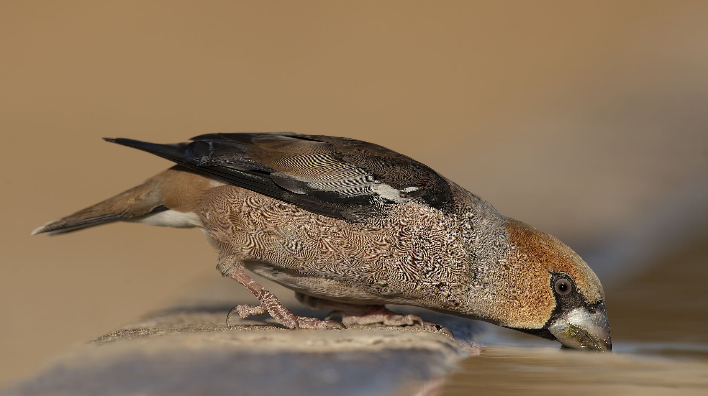 frosone all'abbeverata .......