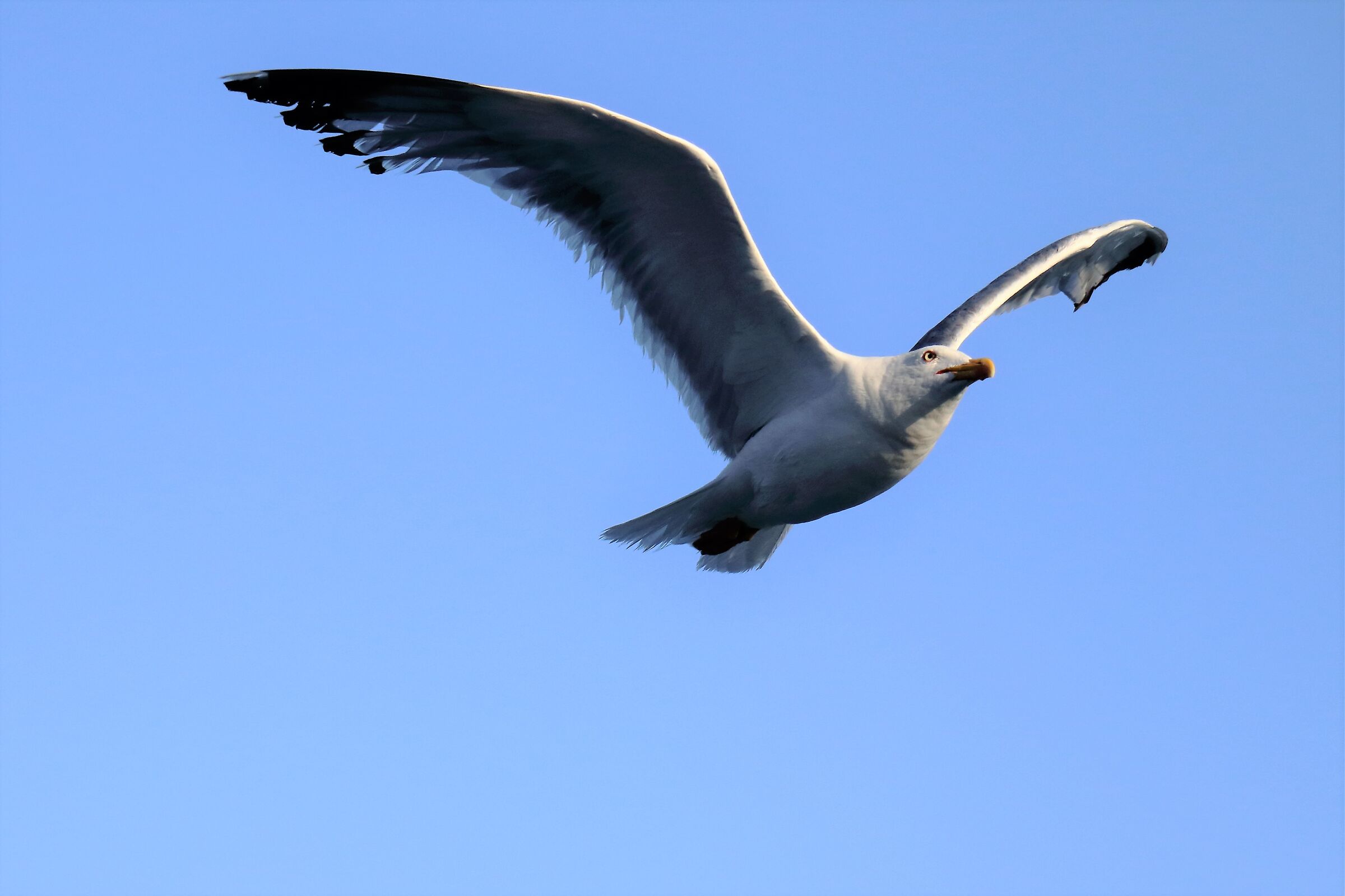 Seagull