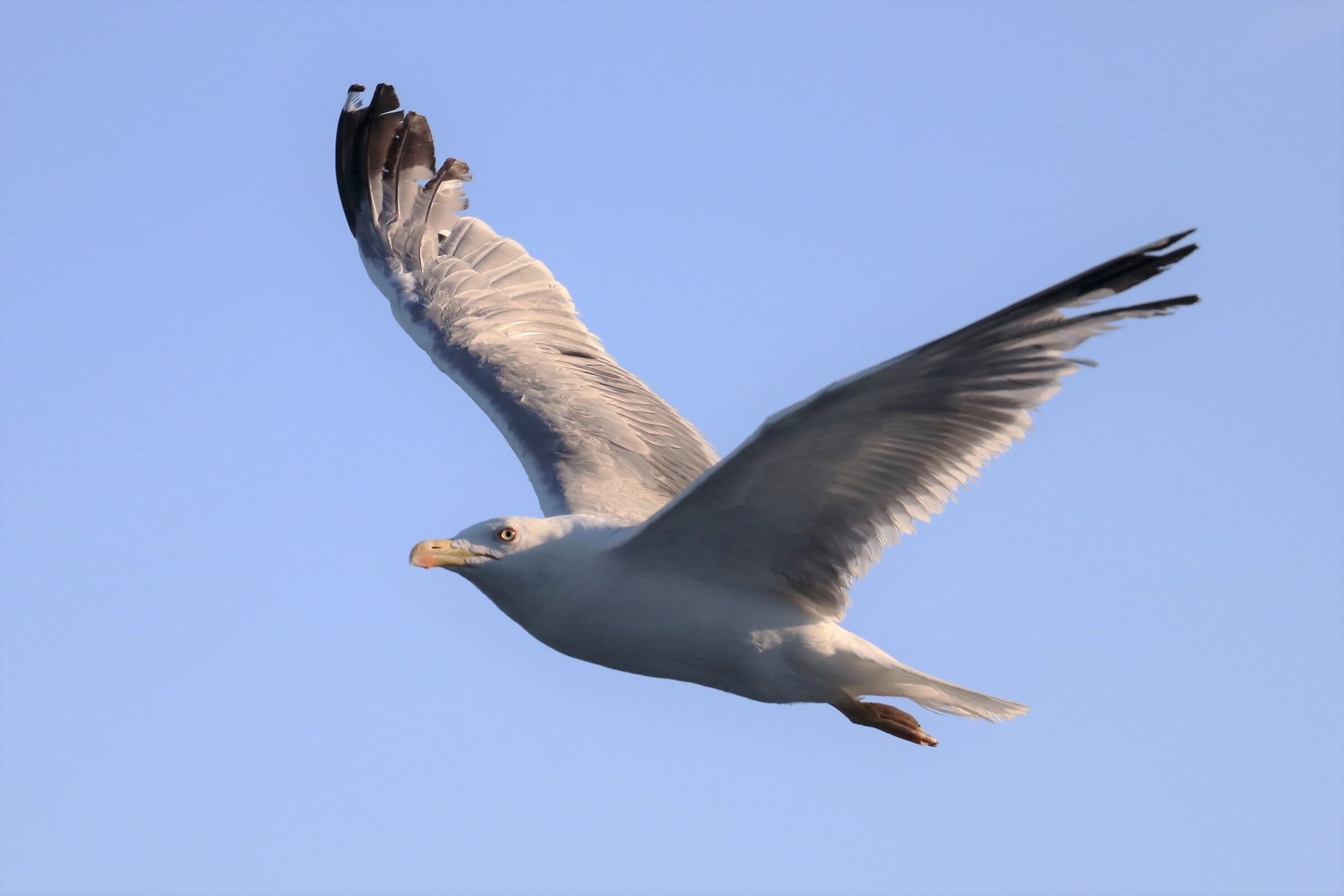 Seagull