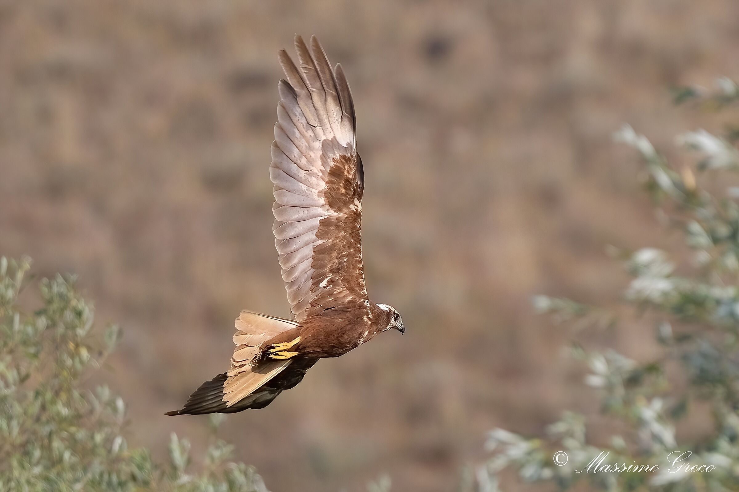 Marsh harrier (Circus aeruginosus)
