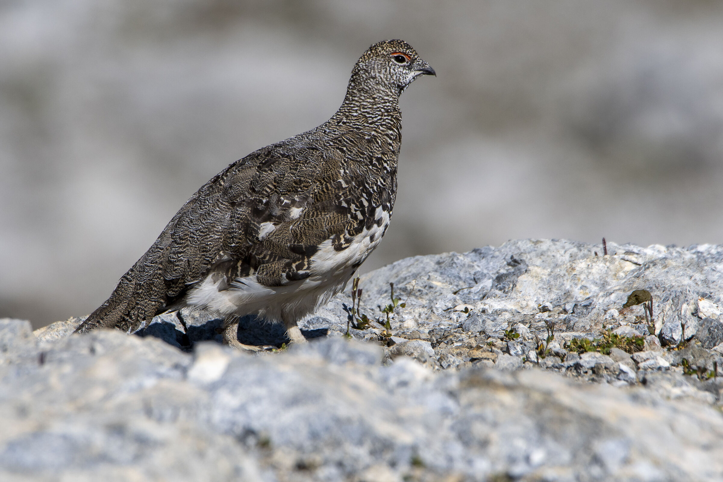 Ptarmigan