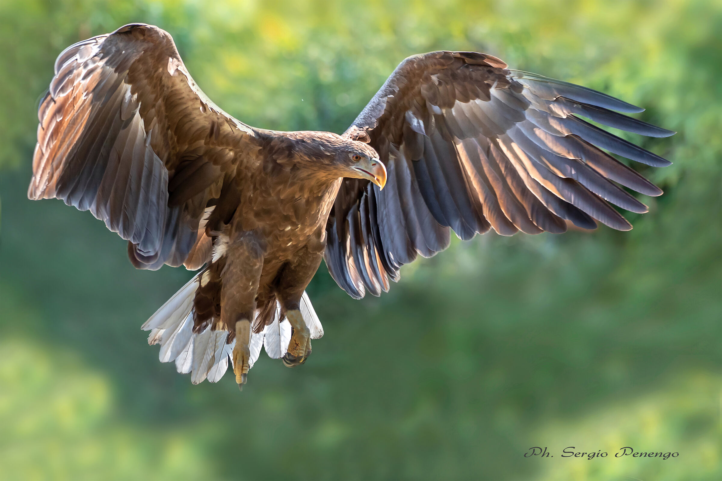 The Queen" The Eagle"