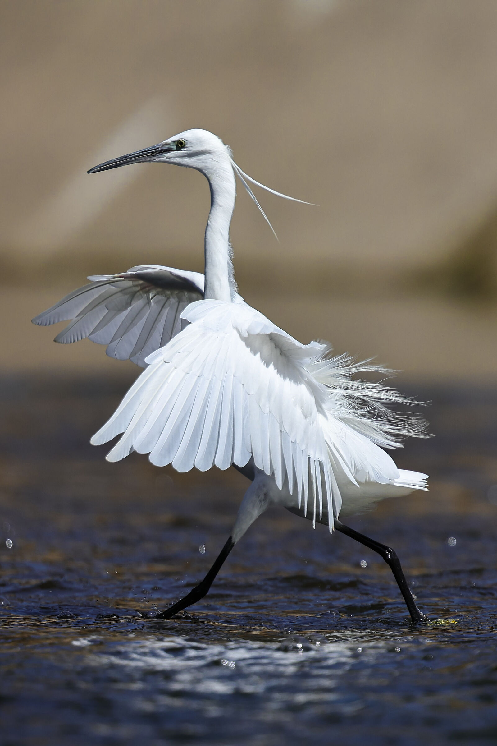 Clapperboard... it parades.