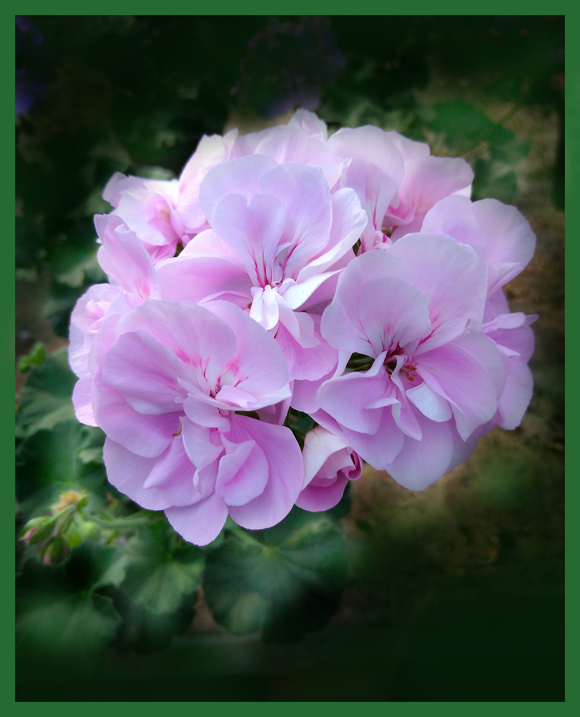 Geranium