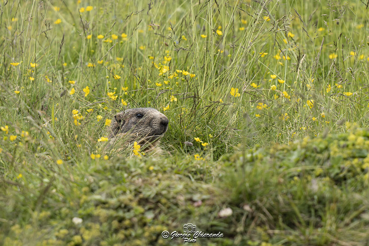 Tanto non mi vedi (Marmotta)