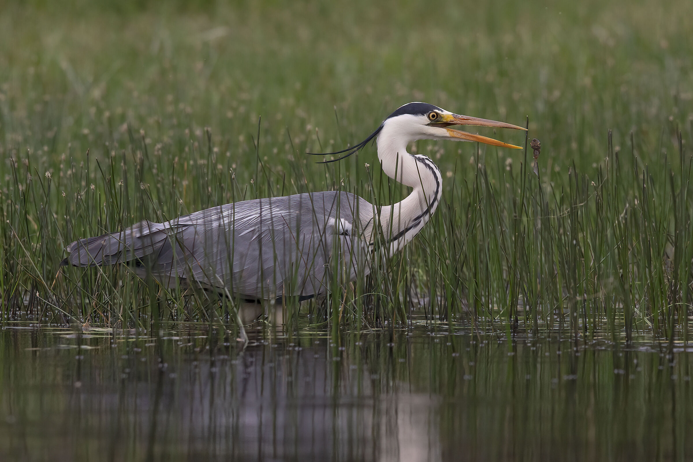 Airone cinerino con girino