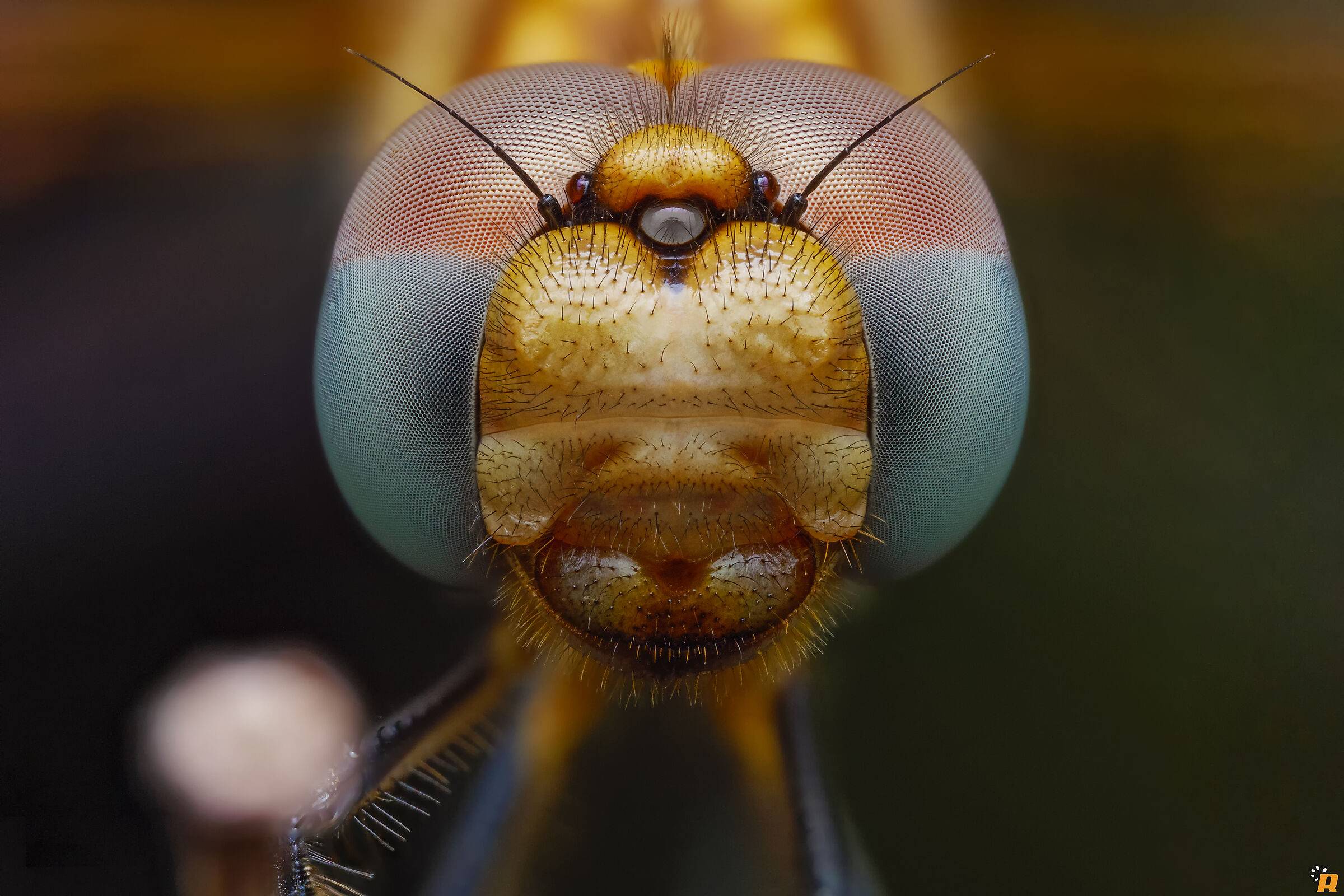 Trithemis annulata femmina