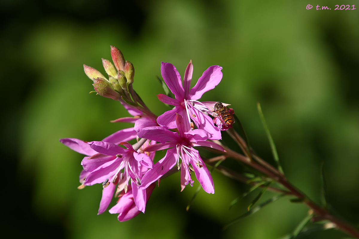 Garofanino di Dodonaeus