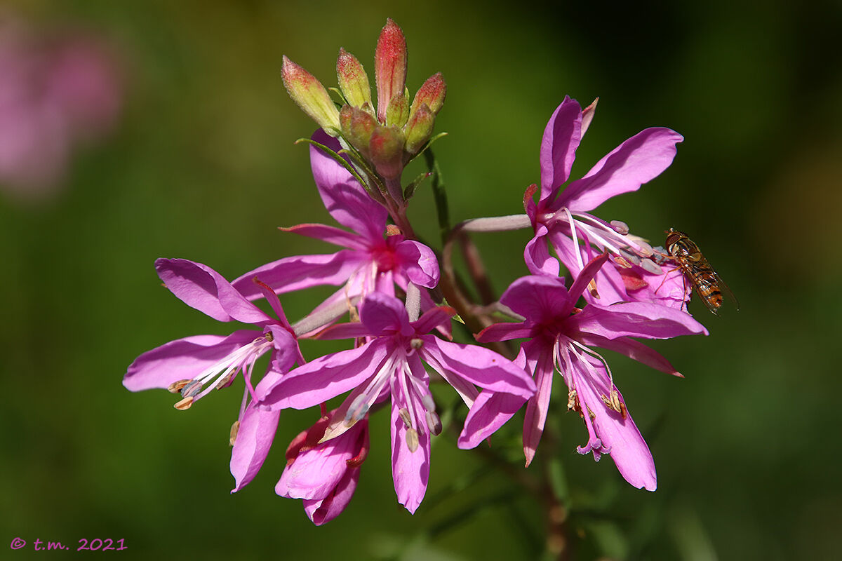 Garofanino di Dodonaeus