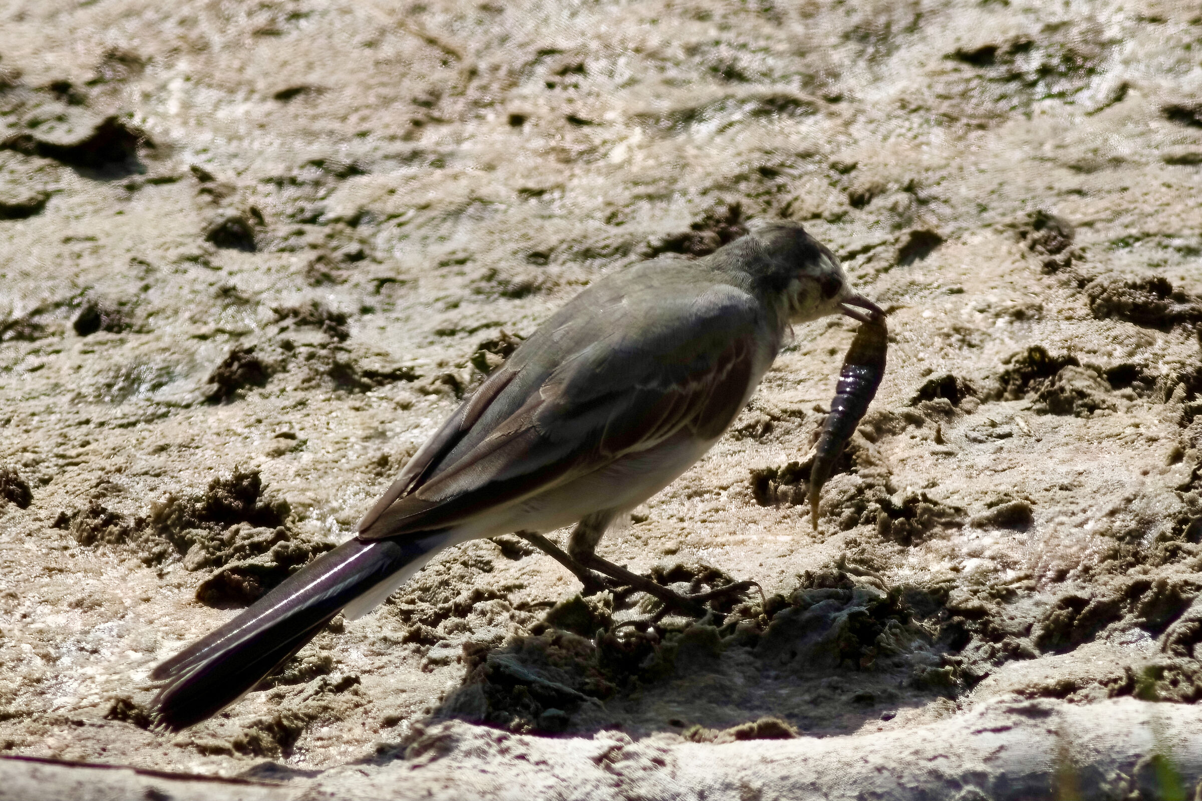 the meal of the white ballerina
