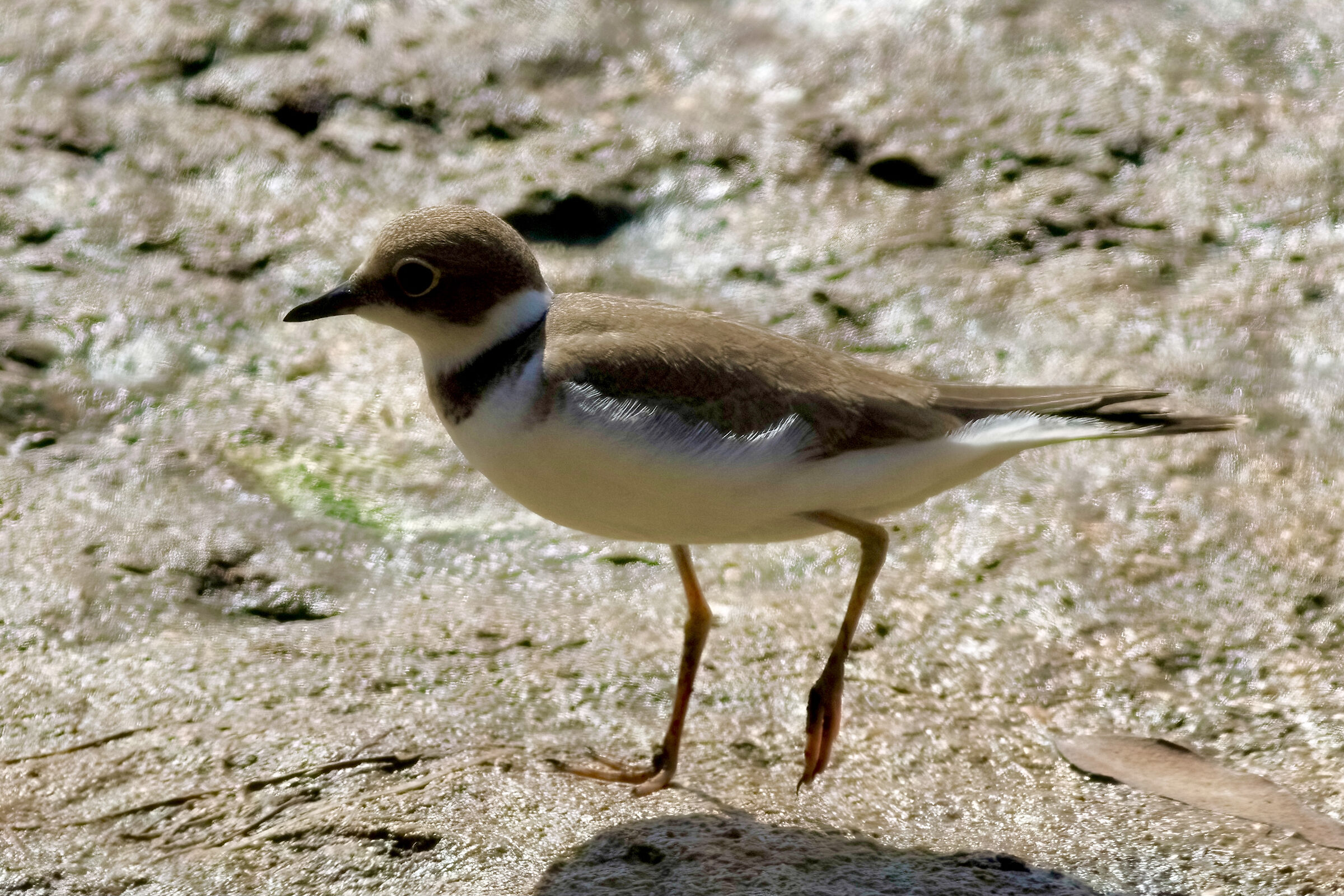 little ringed plover