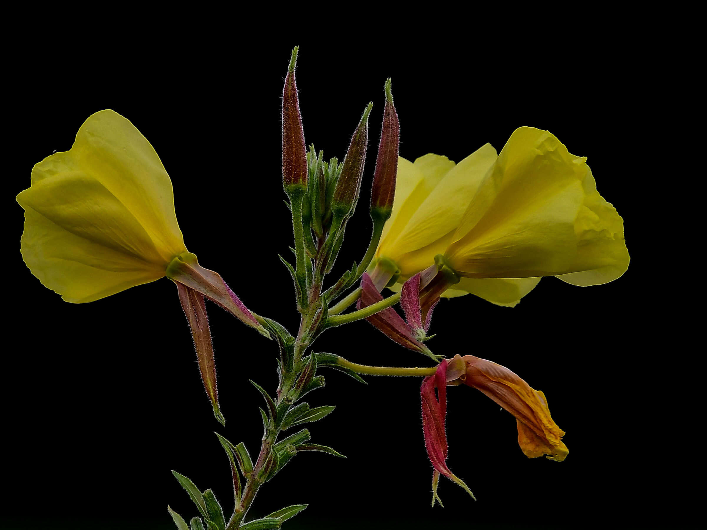 Oenothera glazioviana