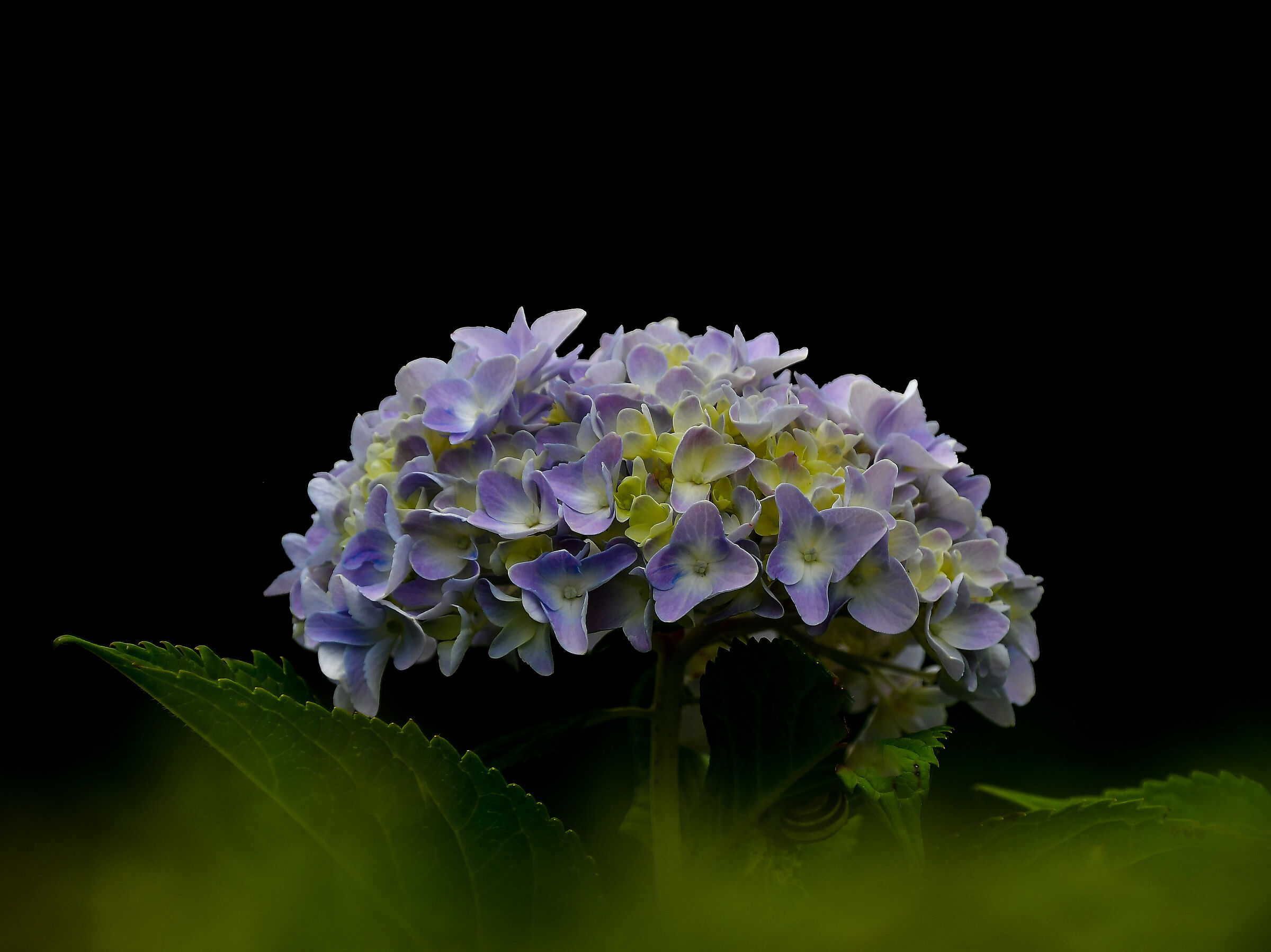 Hydrangea