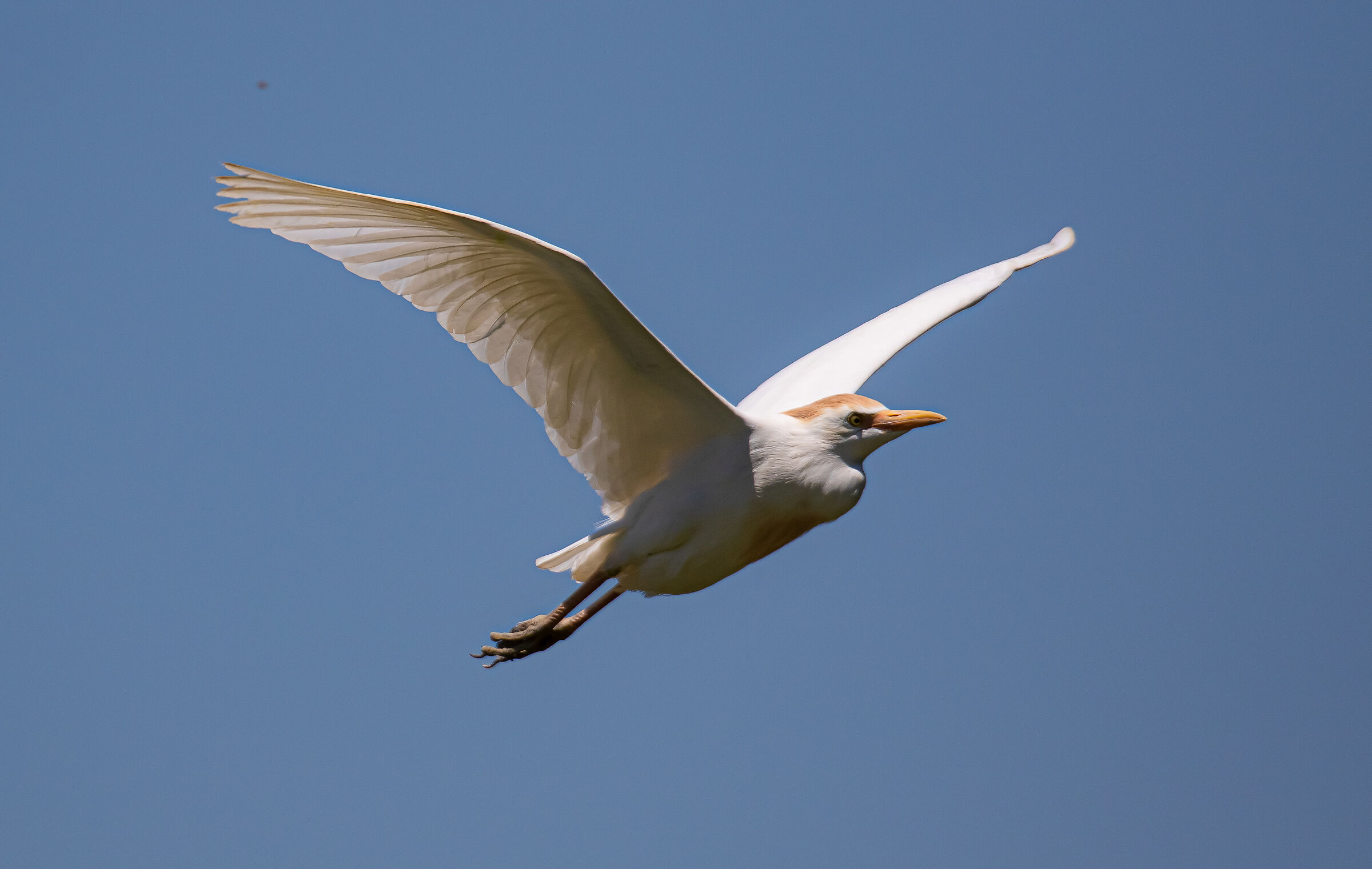 Airone Guardabuoi...