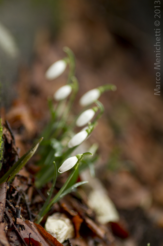Galanthus Nivalis