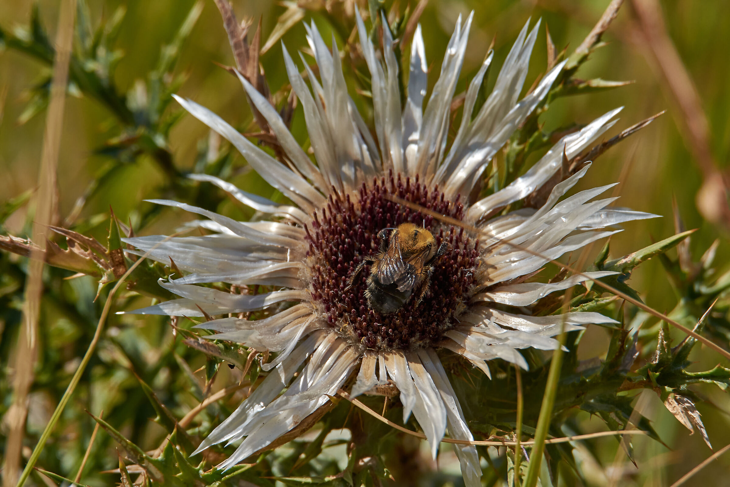The Bumblebee and the Silver Thistle (Carlina Acaulis)