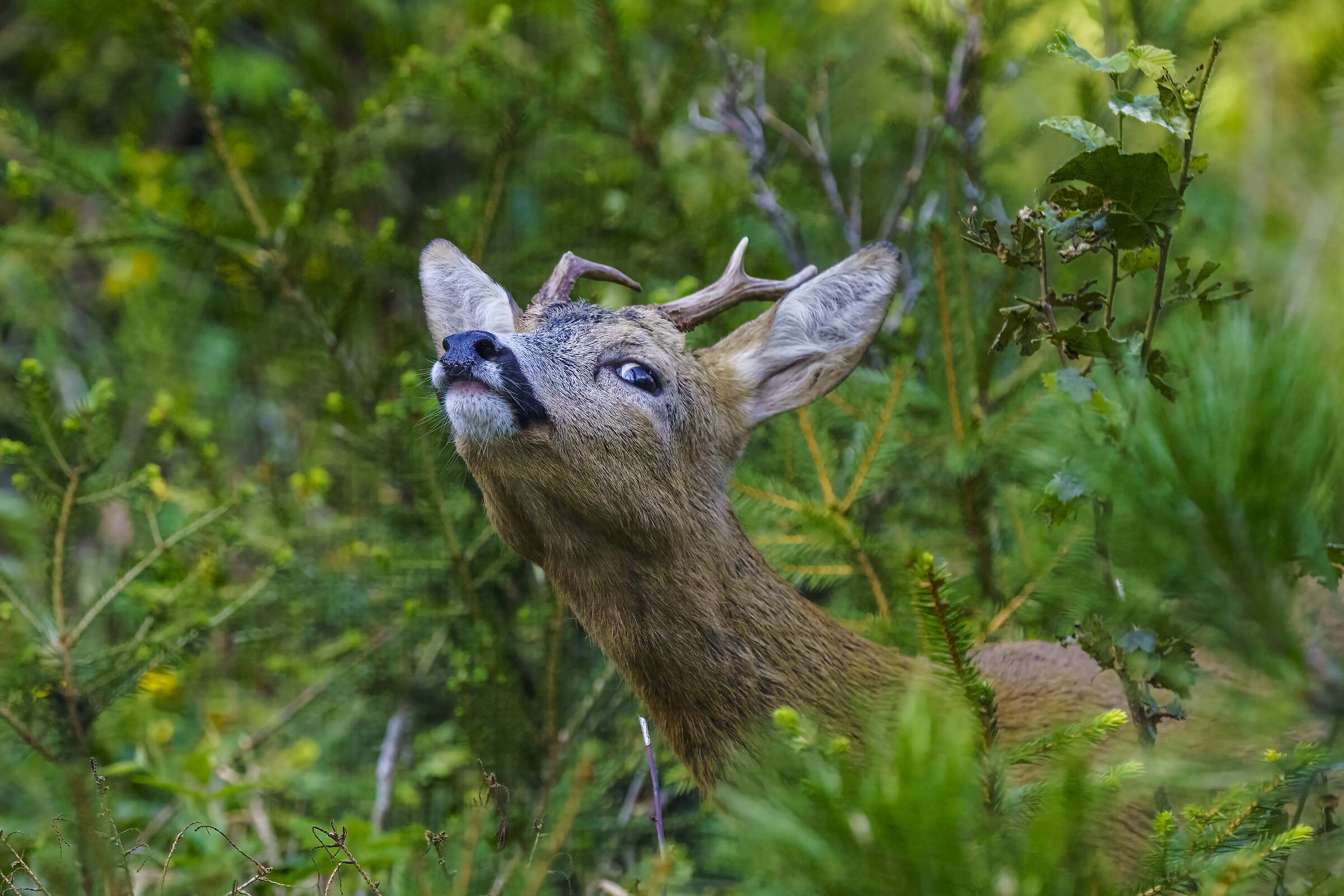 Capriolo maschio , forse mi ha fiutato