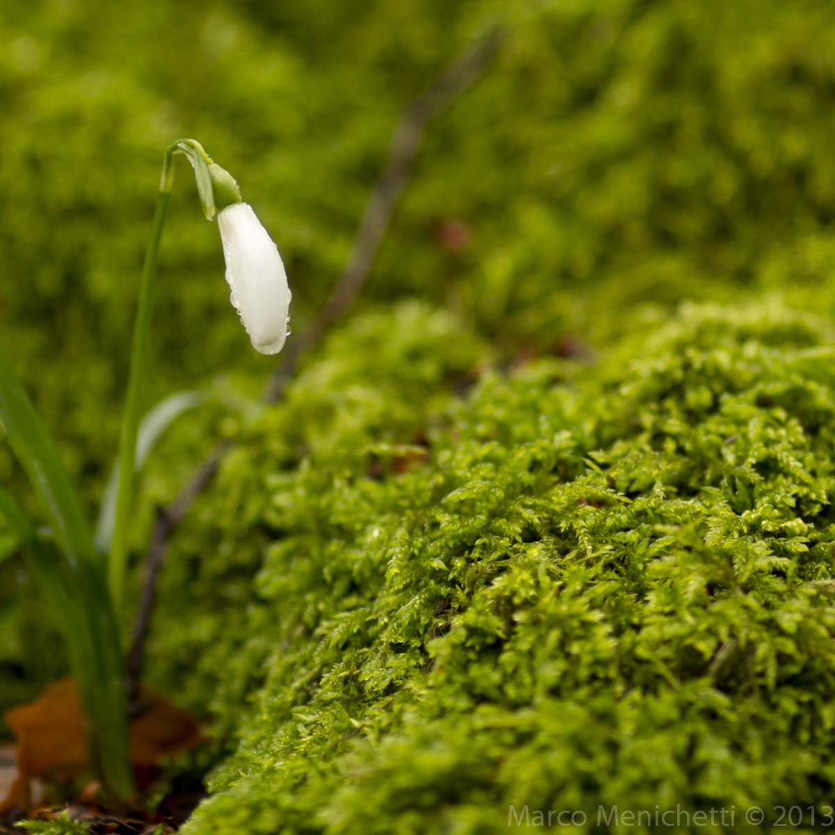 Galanthus Nivalis