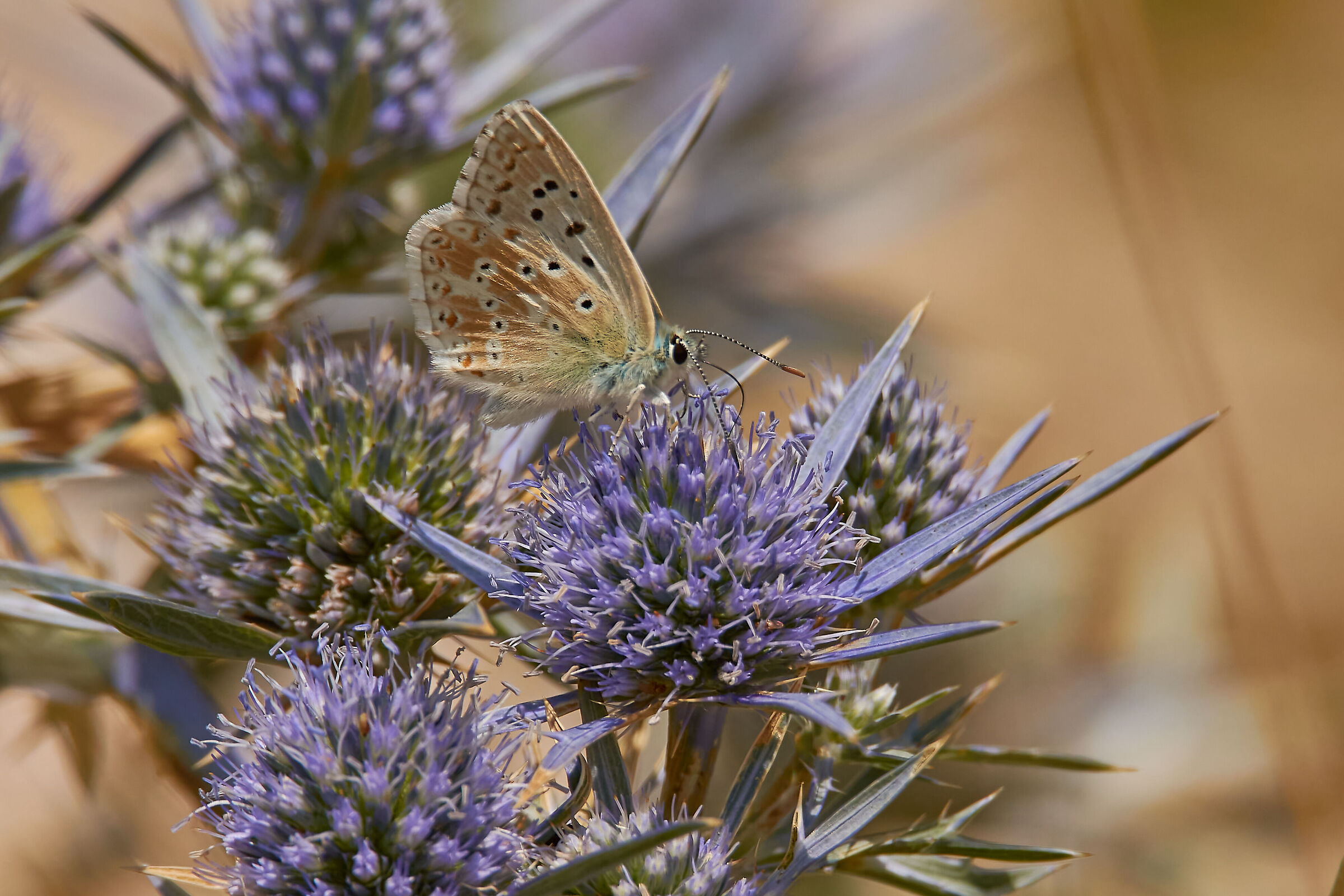 Polyommatus dorylas on Eryngio