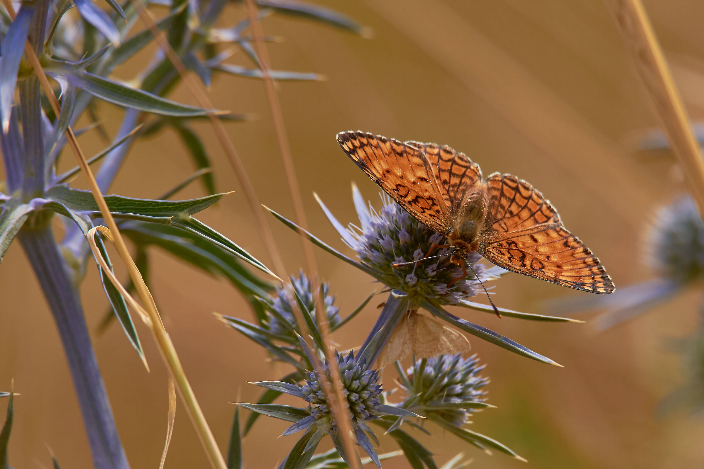 Boloria eunomia