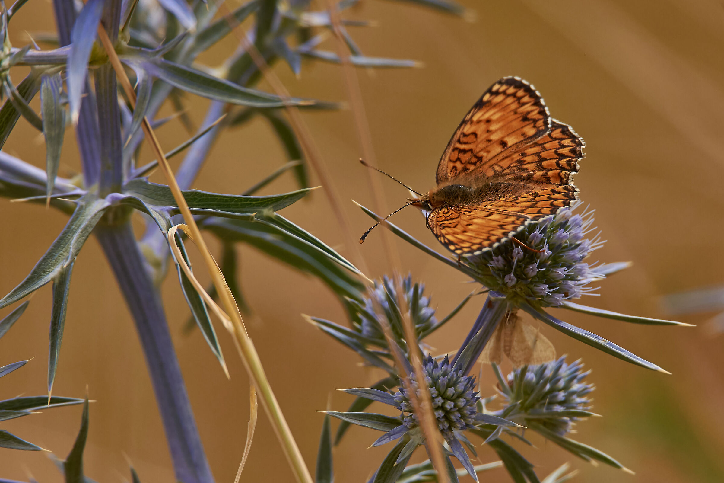 Boloria eunomia 2