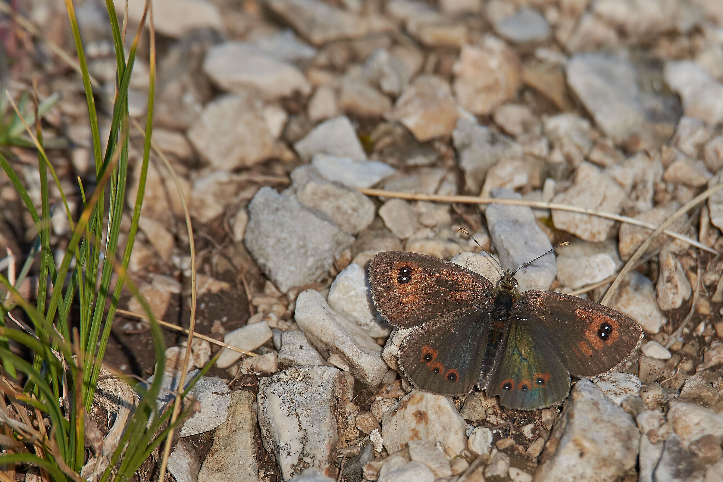 Erebia carmenta