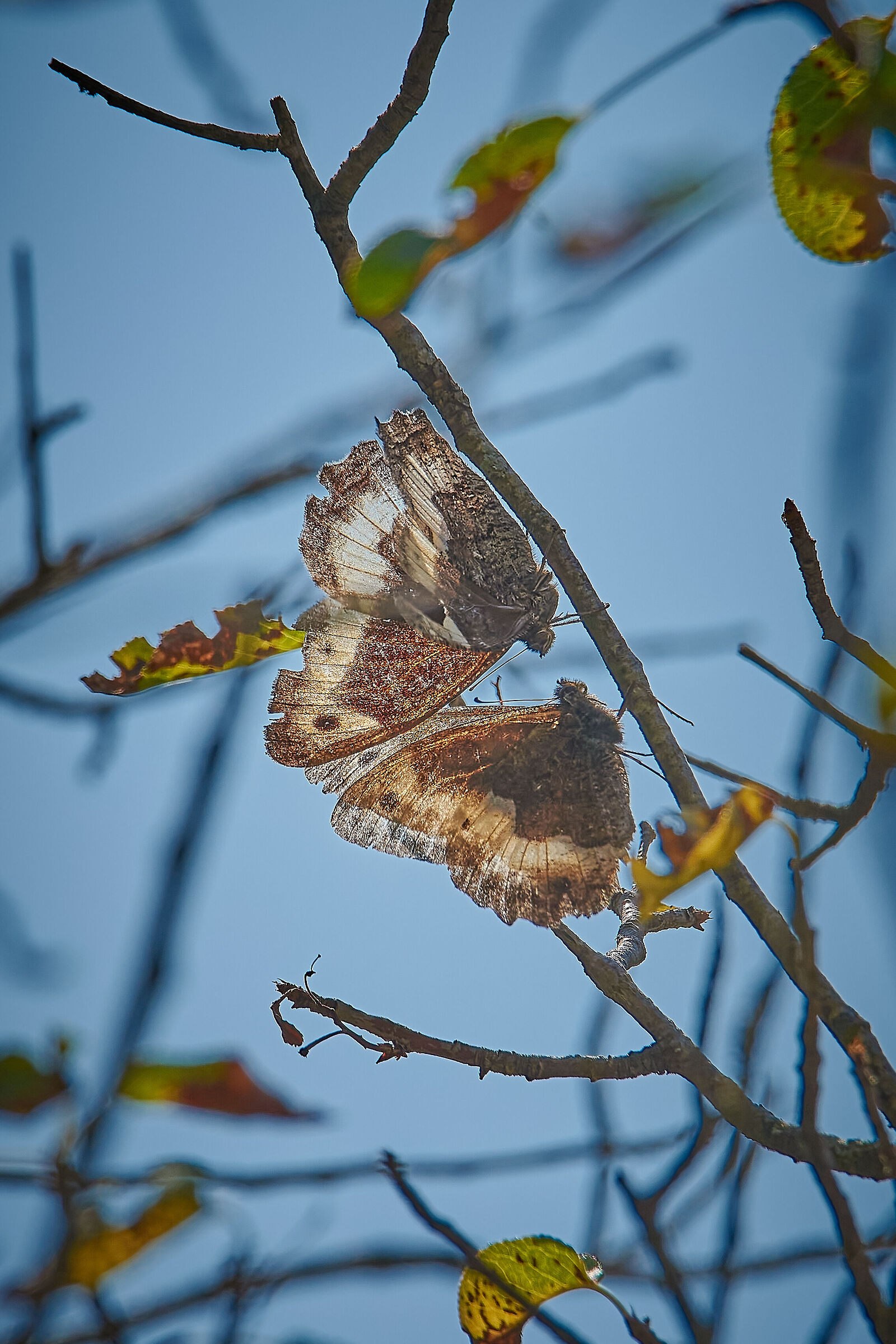 Transparent Love (Brintesia circe)