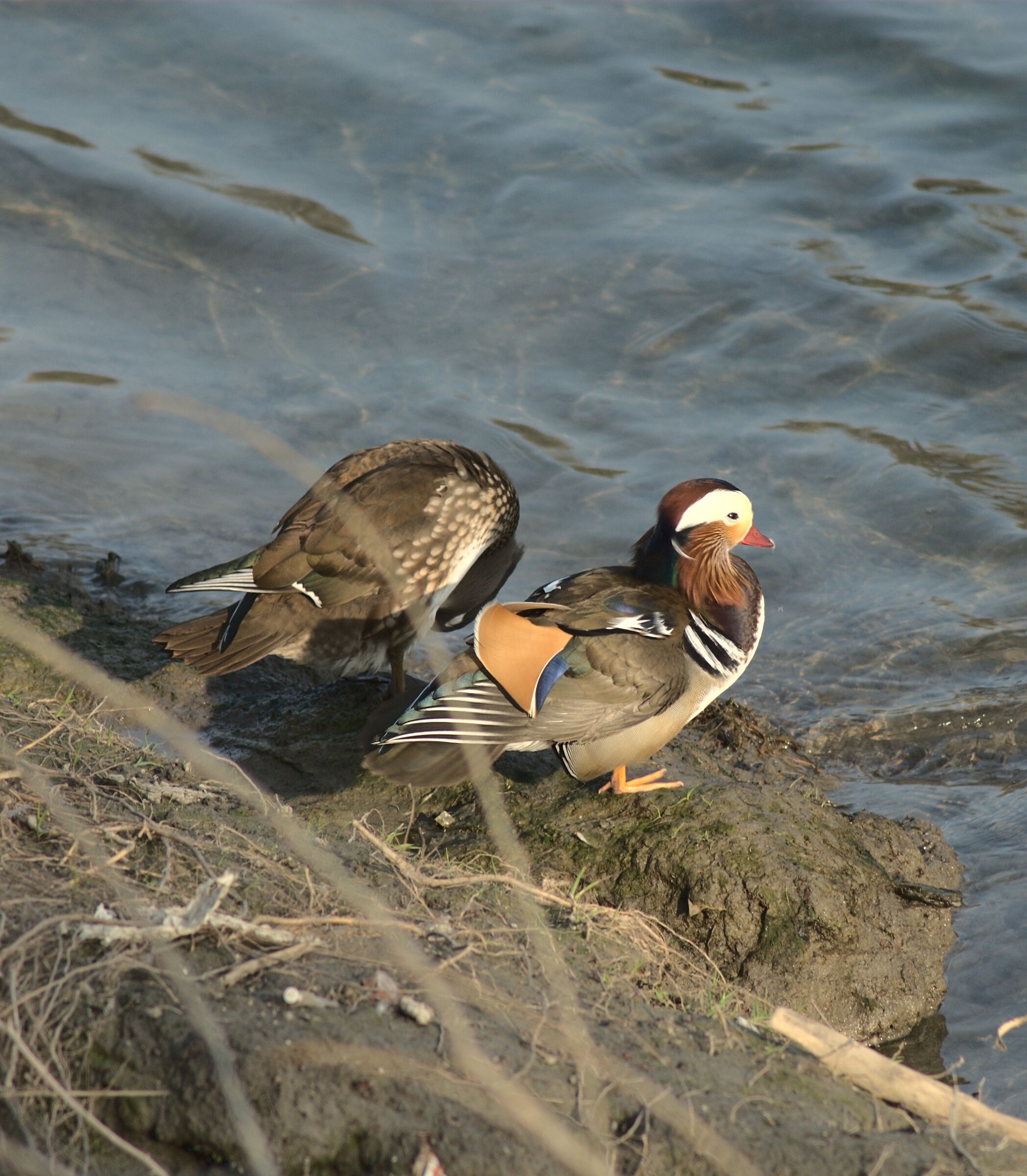raro esemplare di anatra mandarina