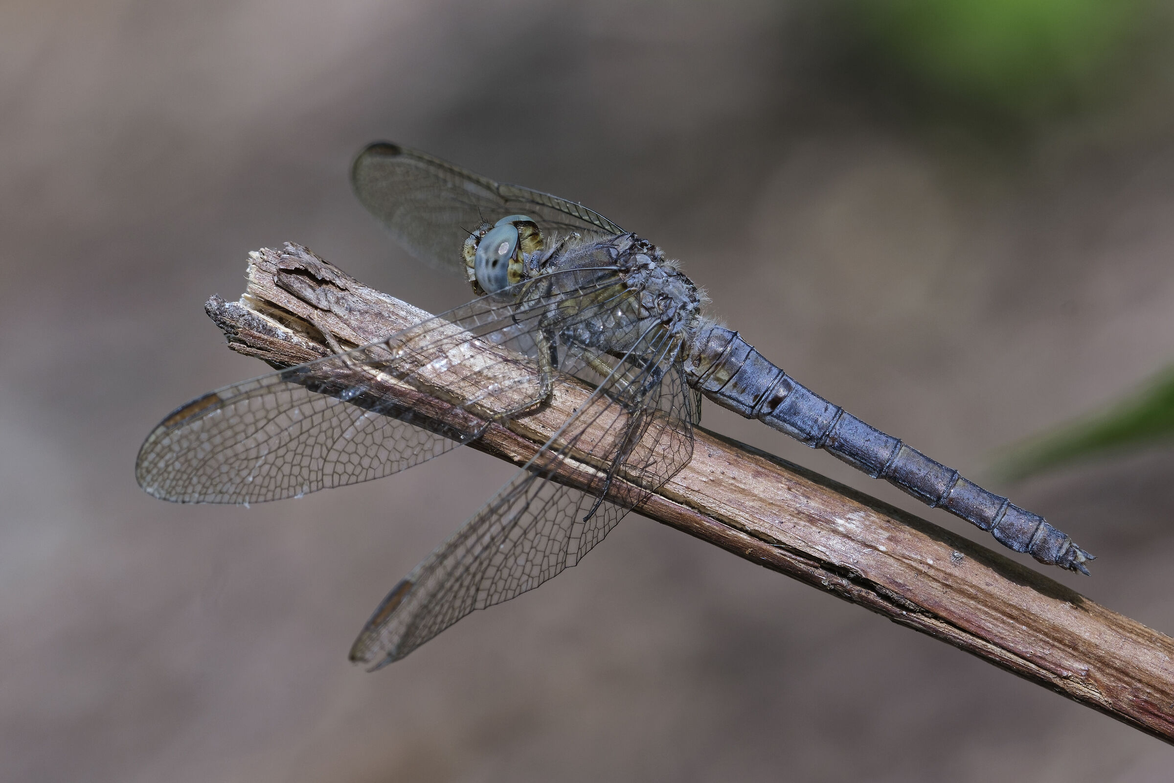 Orthetrum coerulescens