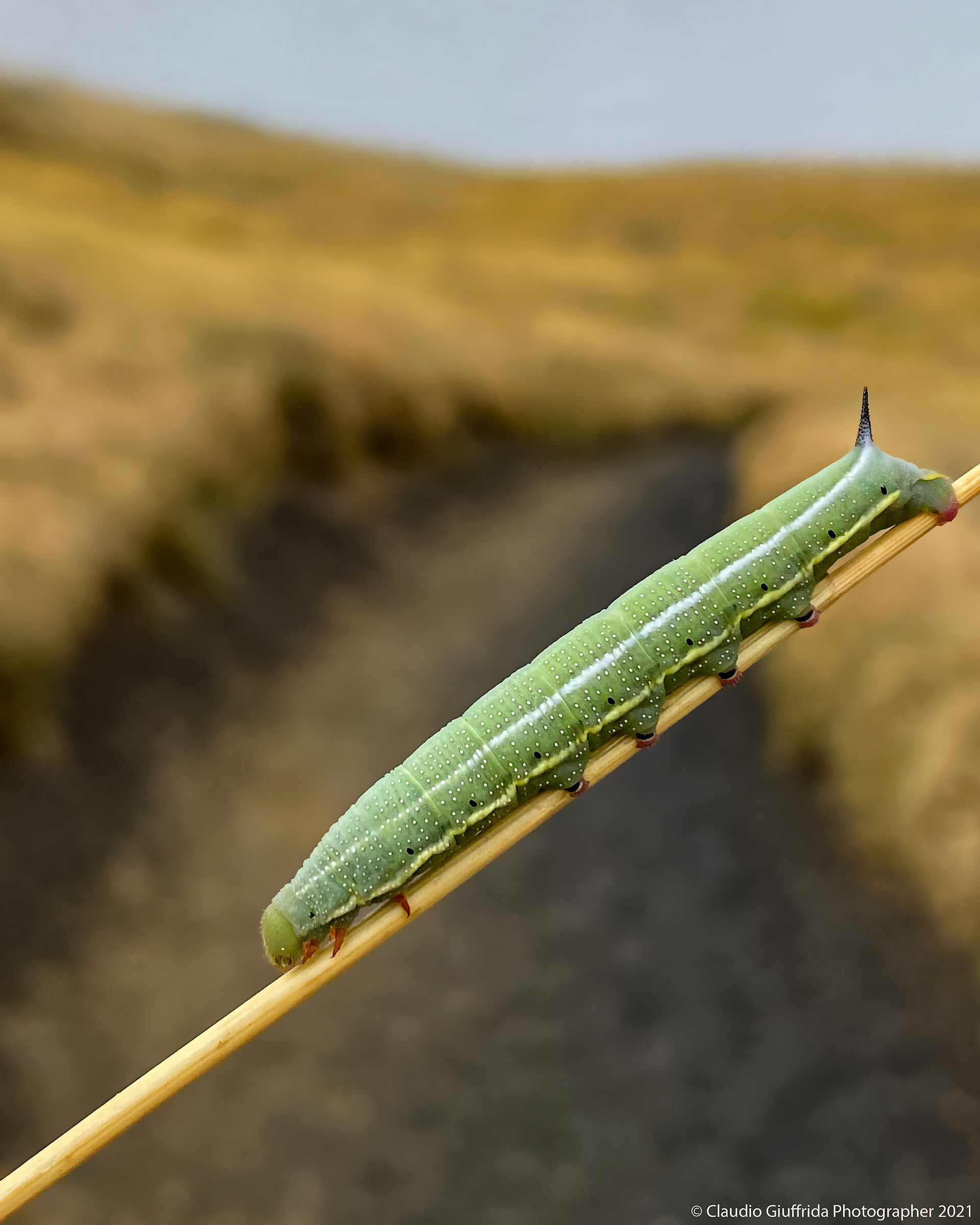 Macroglossum stellatarum ? - sphinx of the ? galio