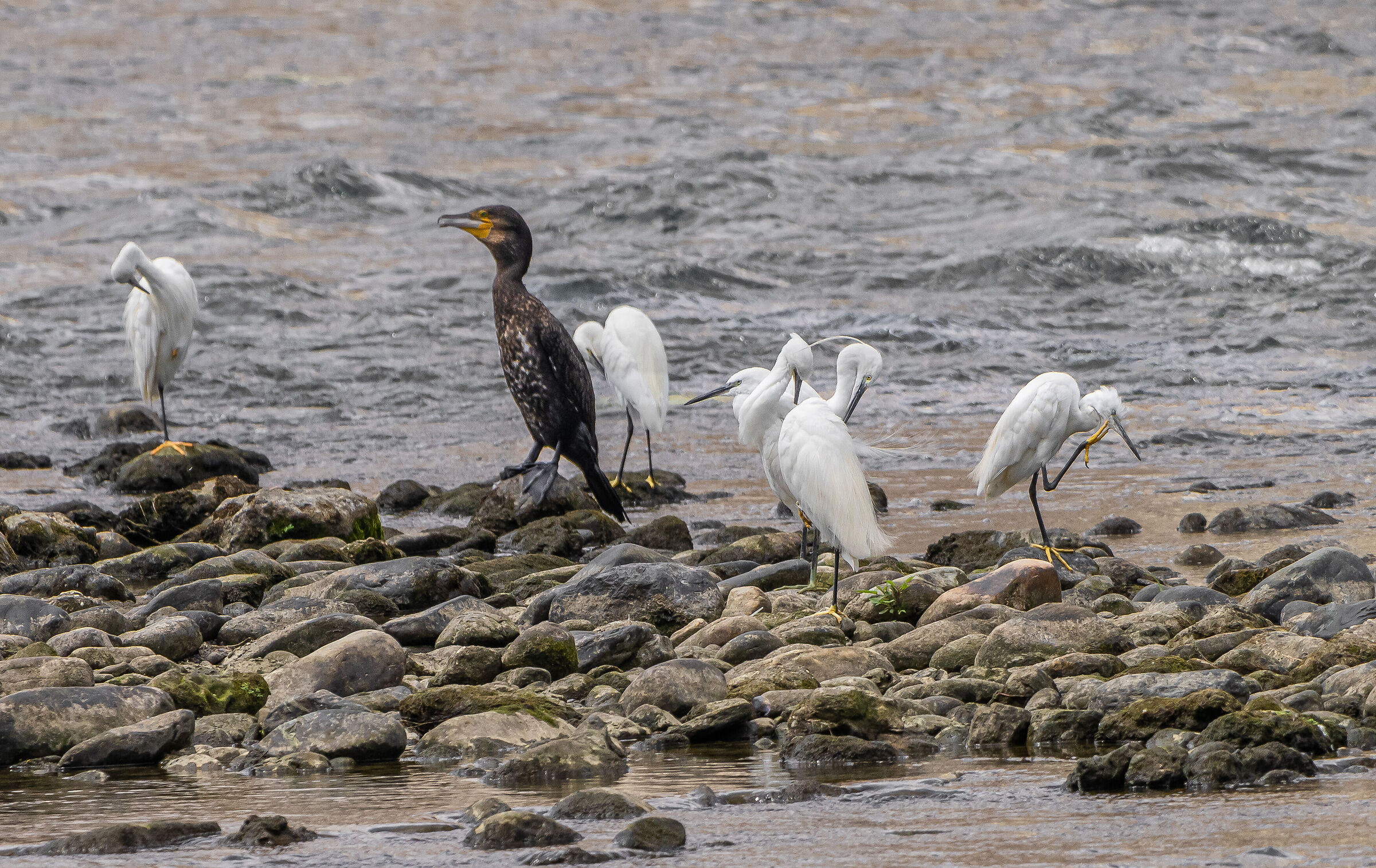 Maybe I got the dress wrong.......