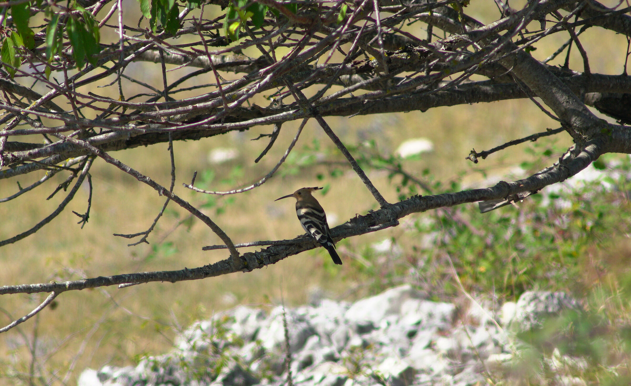 Hoopoe (Parco Eolico monti di Cocullo)