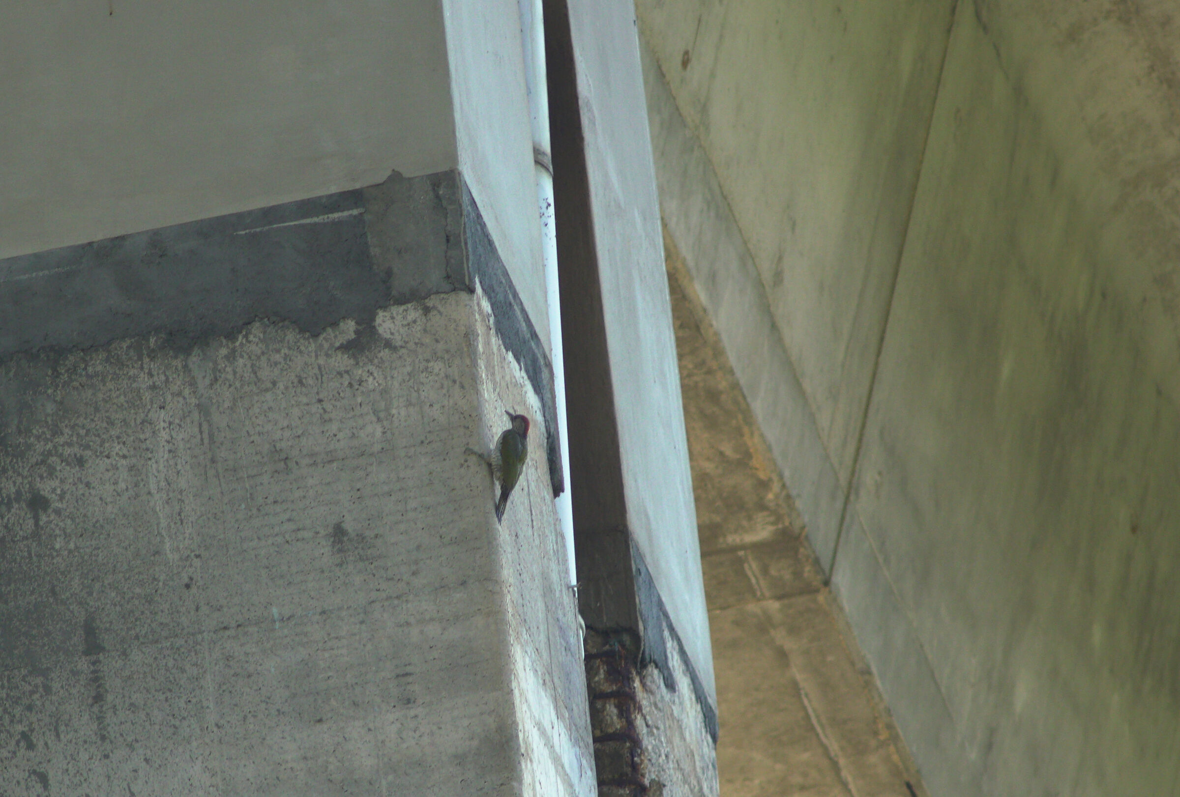Green woodpecker (A24 Cocullo viaduct stack)