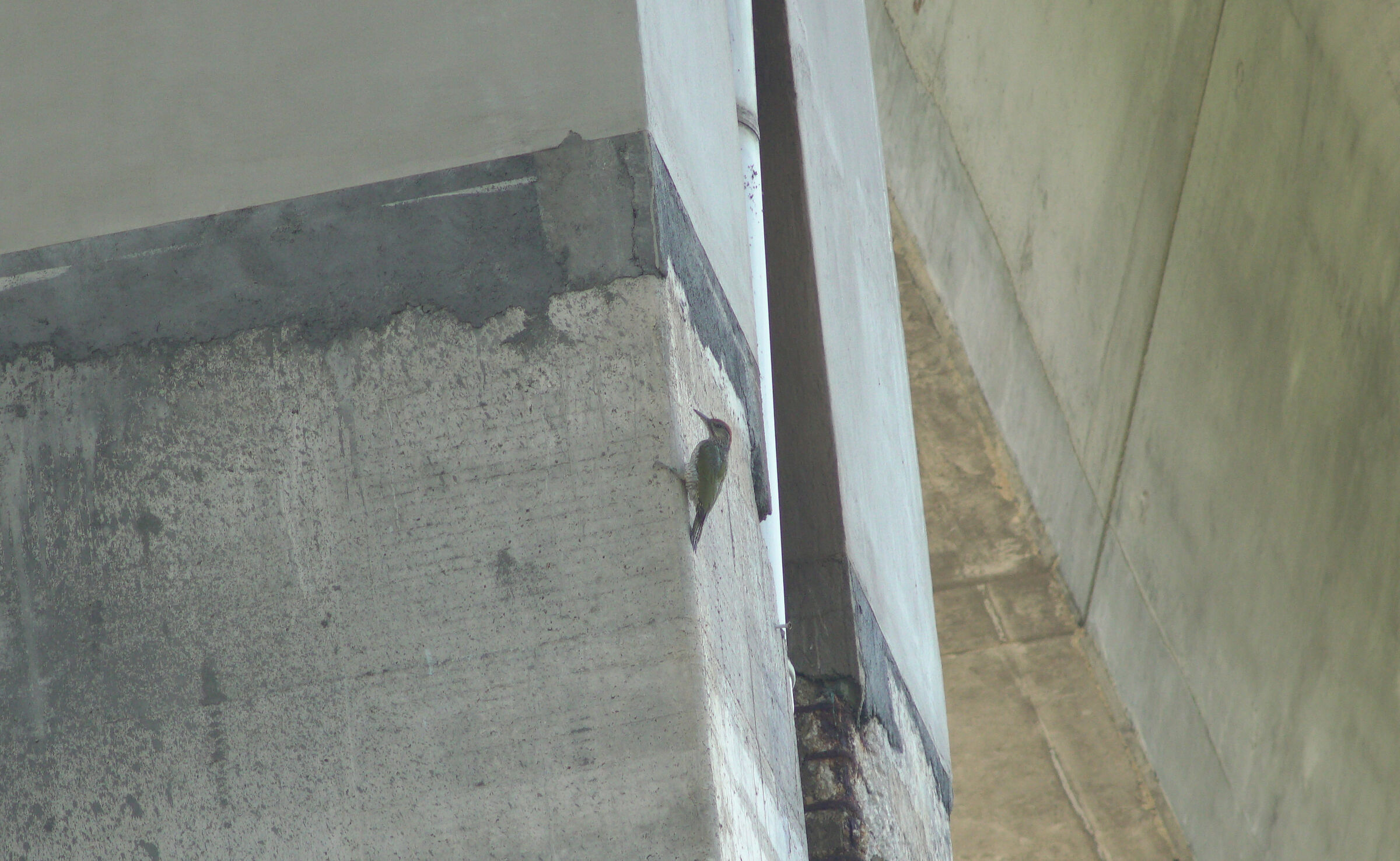 Green woodpecker (A24 Cocullo viaduct stack)