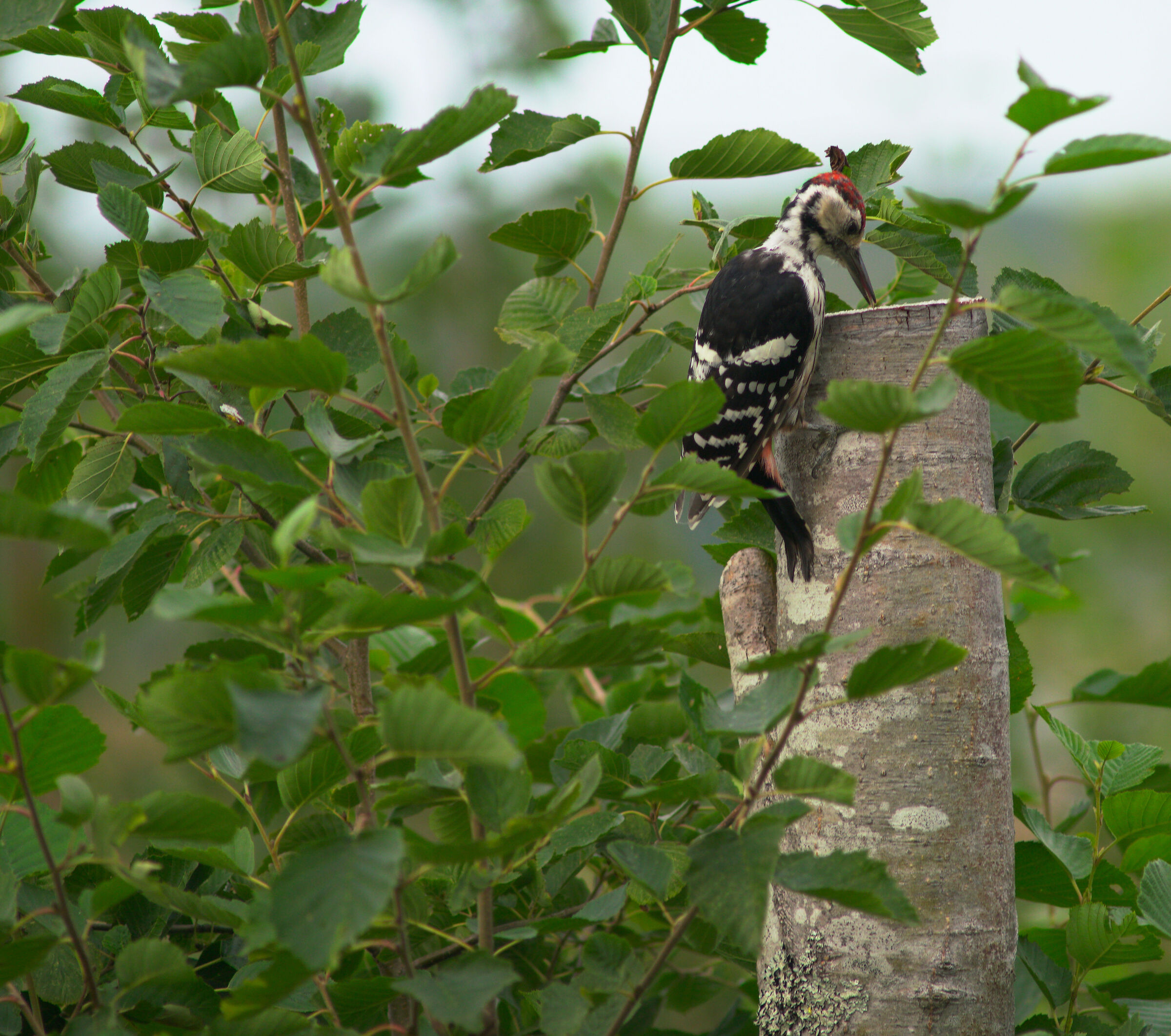 Woodpecker (trip to Finland)