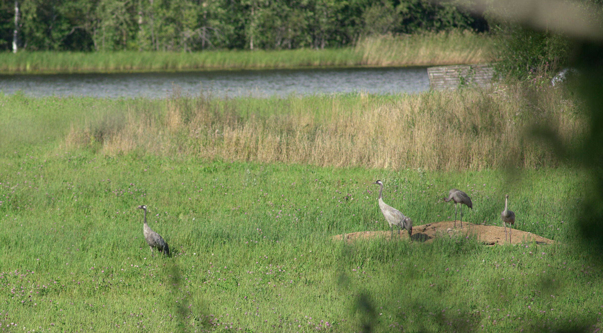 Family of "grazing" cranes - south-eastern Finland