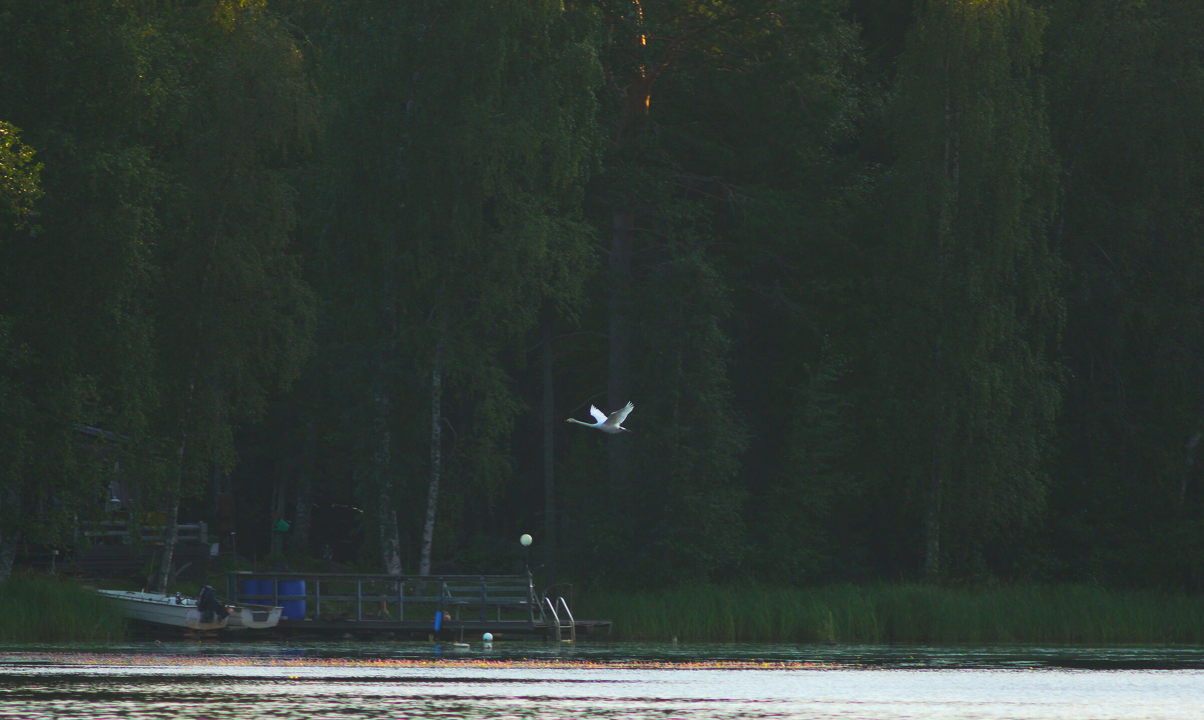 swan in flight - South-East Finland